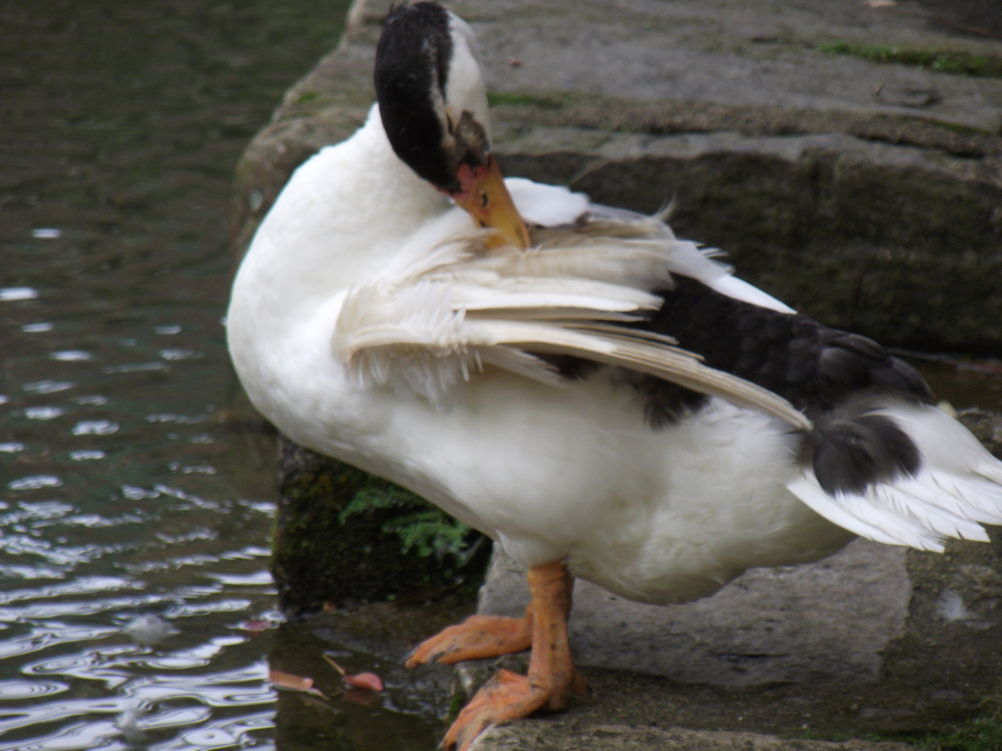 Fujifilm FinePix S2850HD sample photo. Duck photography