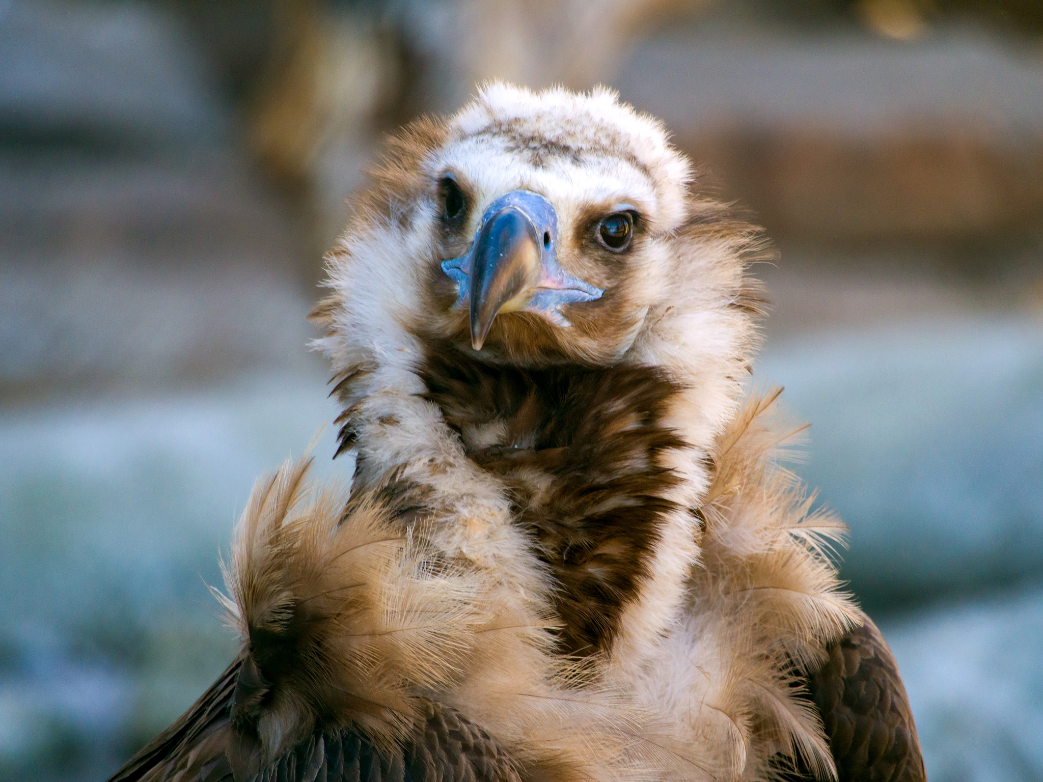 Olympus PEN E-P5 sample photo. Duke of birds photography