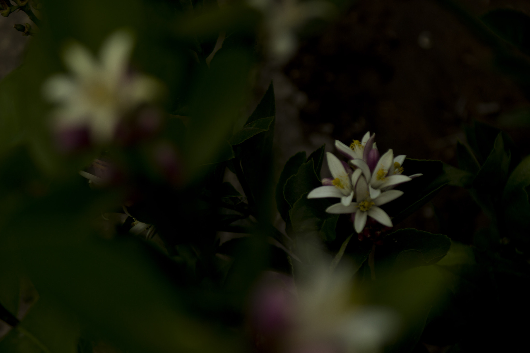Canon EF 28-90mm f/4-5.6 sample photo. Cytrus flower photography