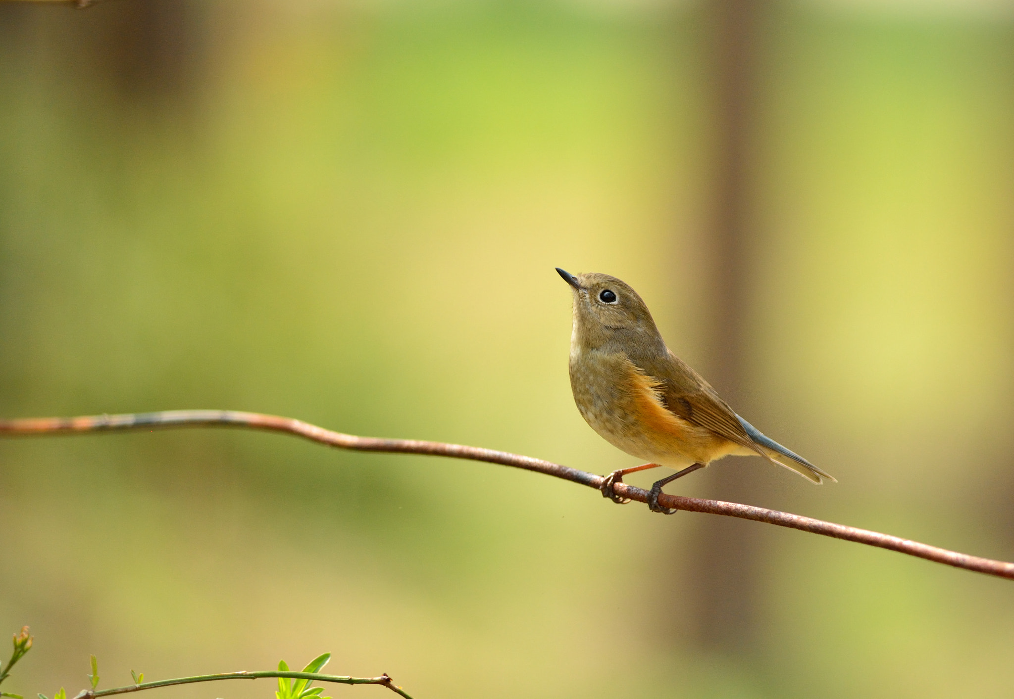 Nikon D5200 + Nikon AF-S Nikkor 300mm F4D ED-IF sample photo. Finding food photography