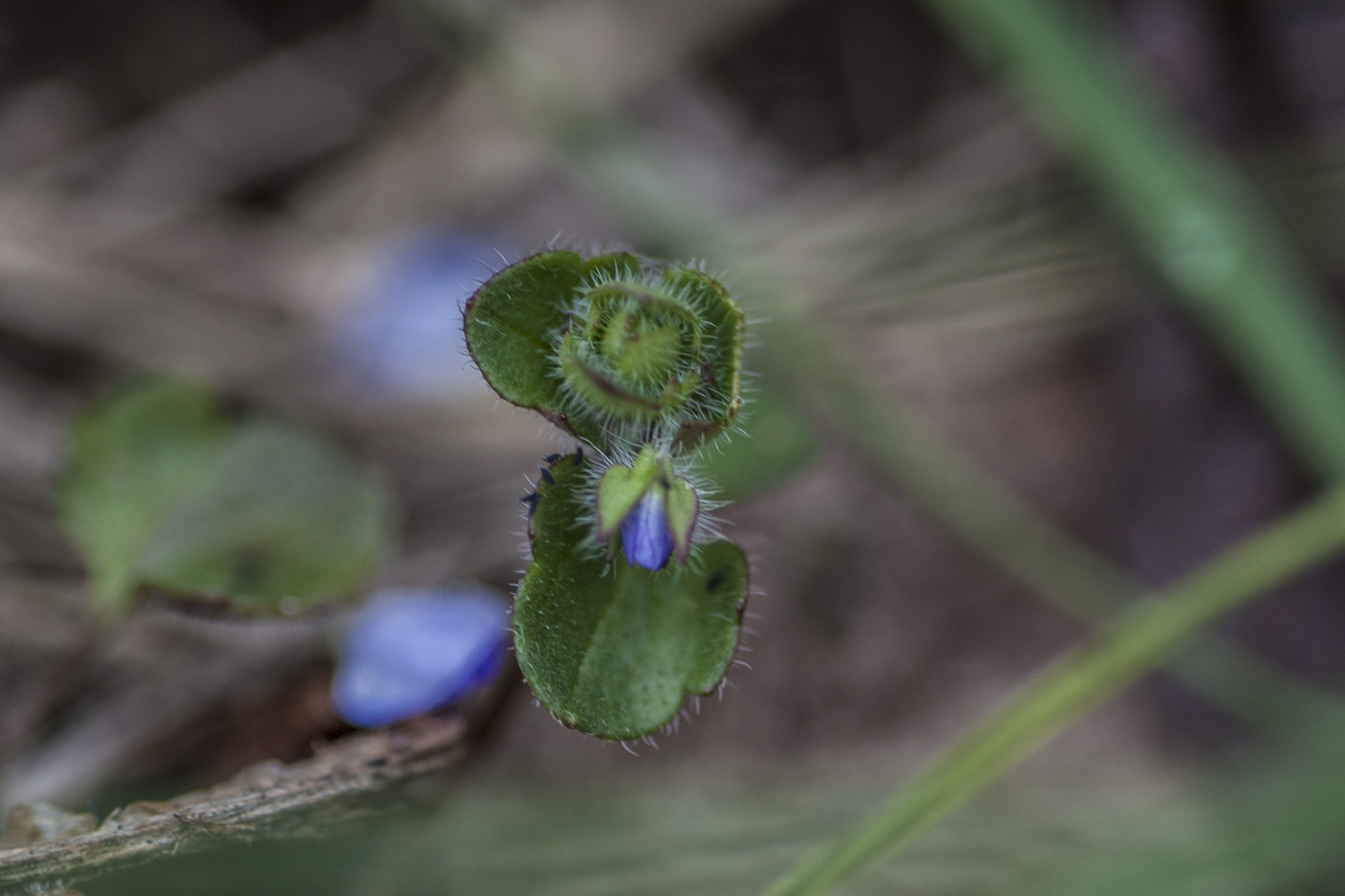 Canon EOS 500D (EOS Rebel T1i / EOS Kiss X3) + Sigma 105mm F2.8 EX DG Macro sample photo. Makro nature photography