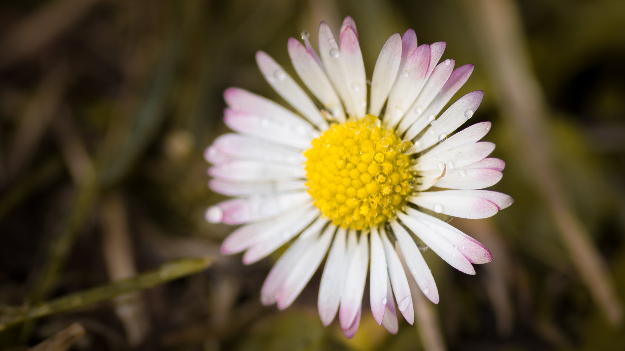 Sony SLT-A58 + Minolta AF 100mm F2.8 Macro [New] sample photo. Daisy photography