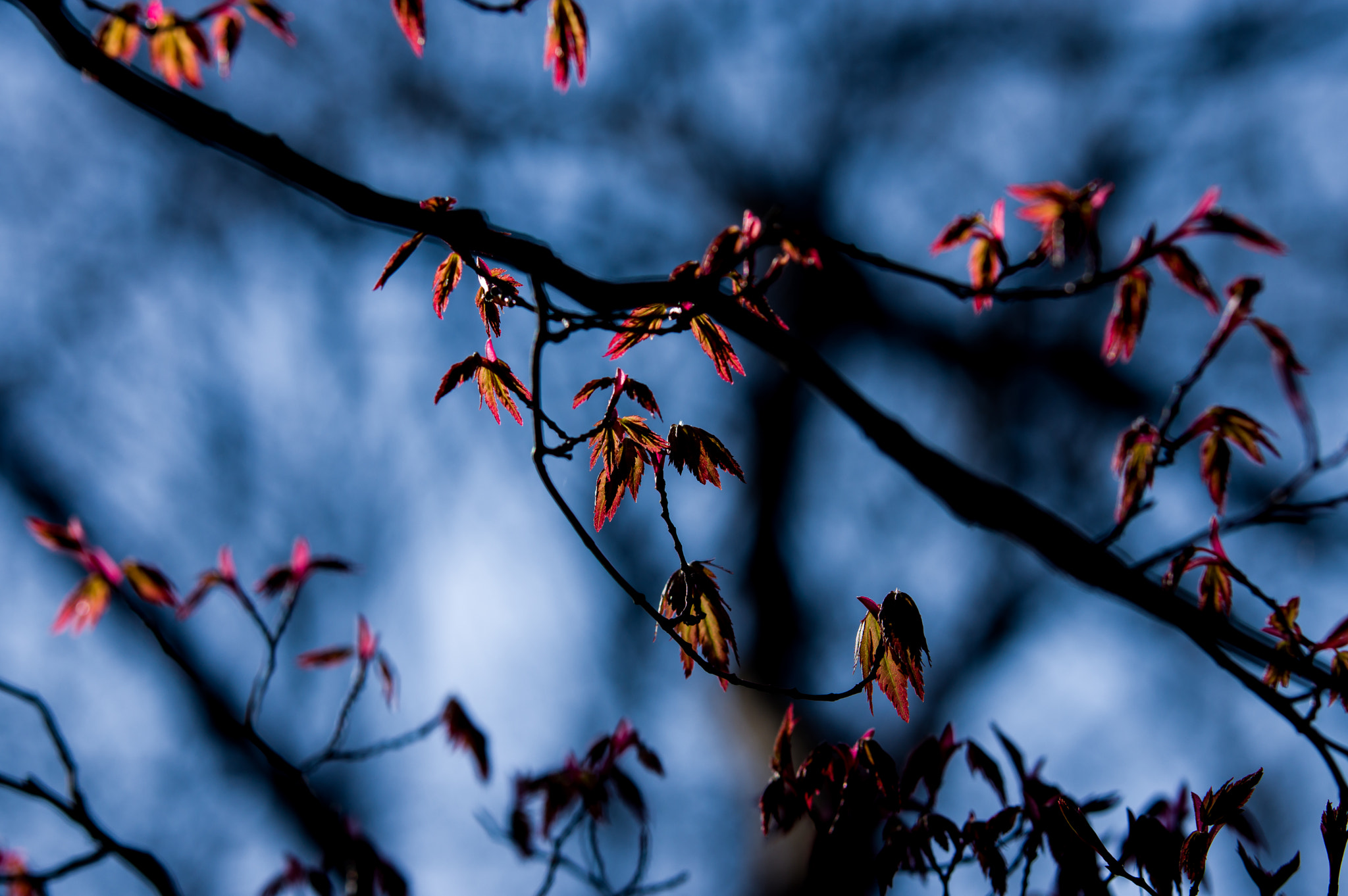 Pentax K-3 II sample photo. Shoots of a japanese maple photography