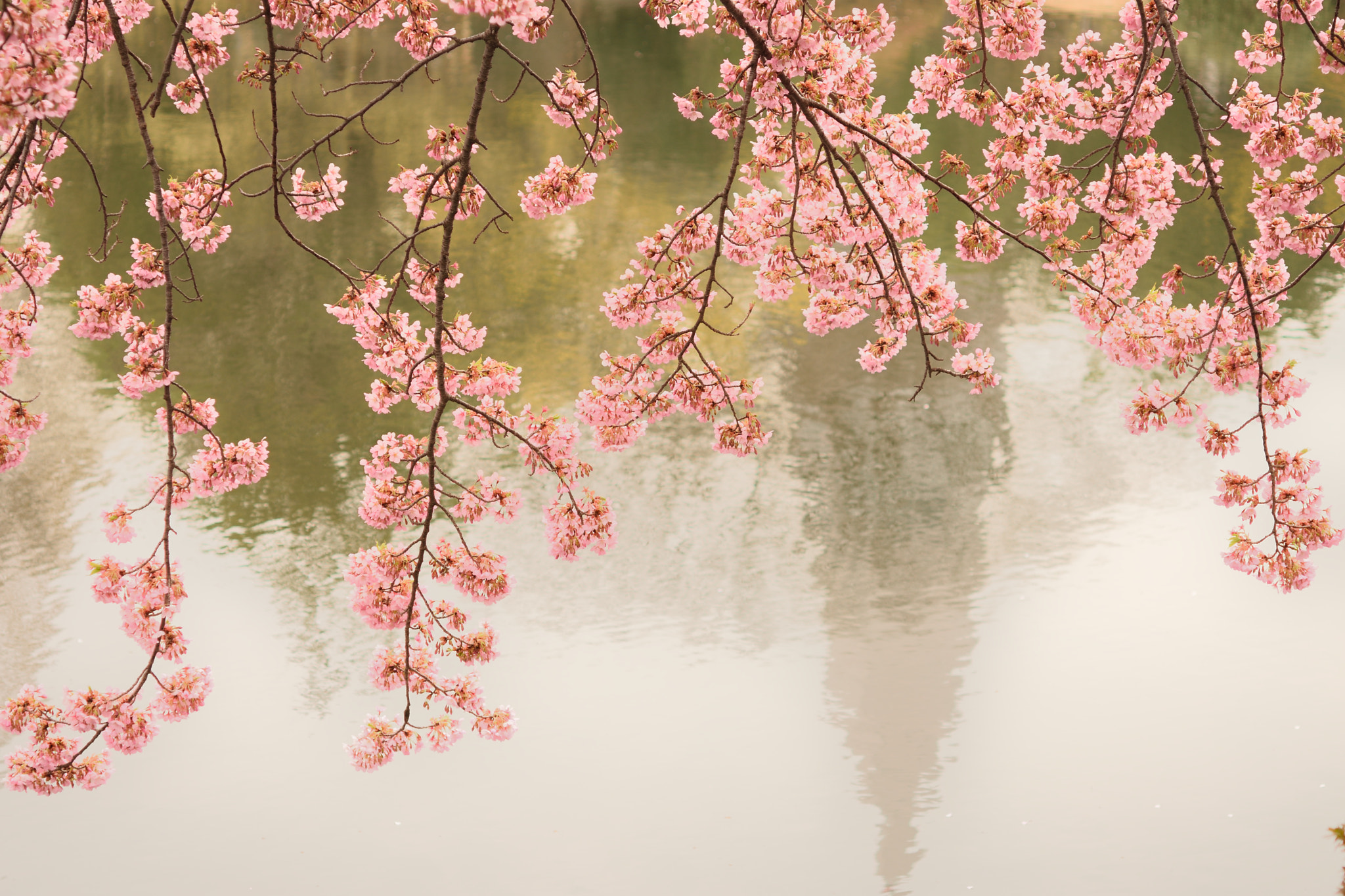 Nikon AF-S Micro-Nikkor 60mm F2.8G ED sample photo. Sakura photography