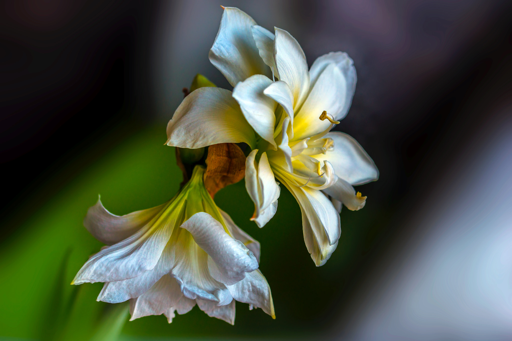 Sony a99 II + 105mm F2.8 sample photo. Amaryllis photography