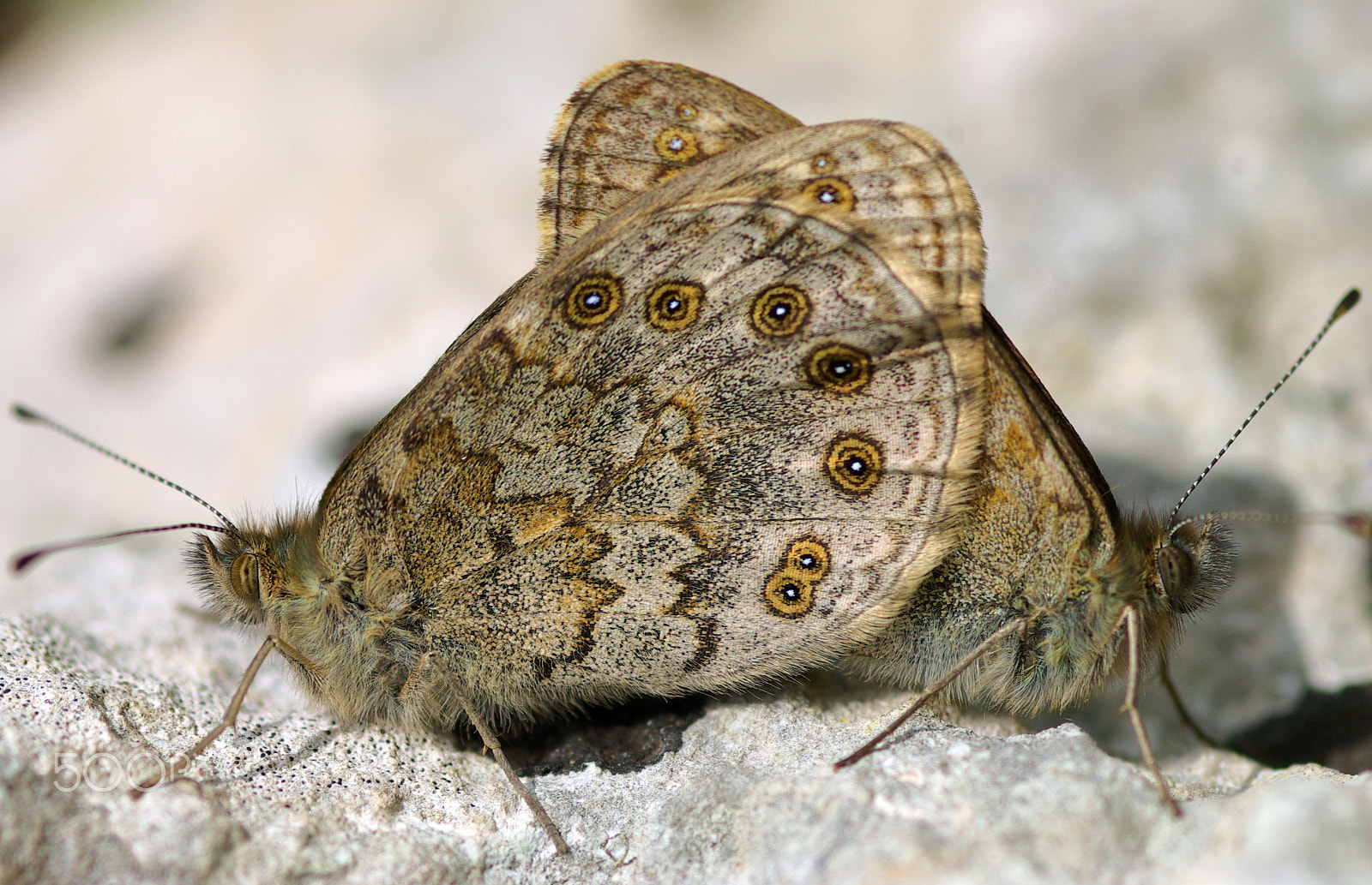 Pentax K10D + smc PENTAX-FA Macro 100mm F2.8 sample photo. Butterfly photography