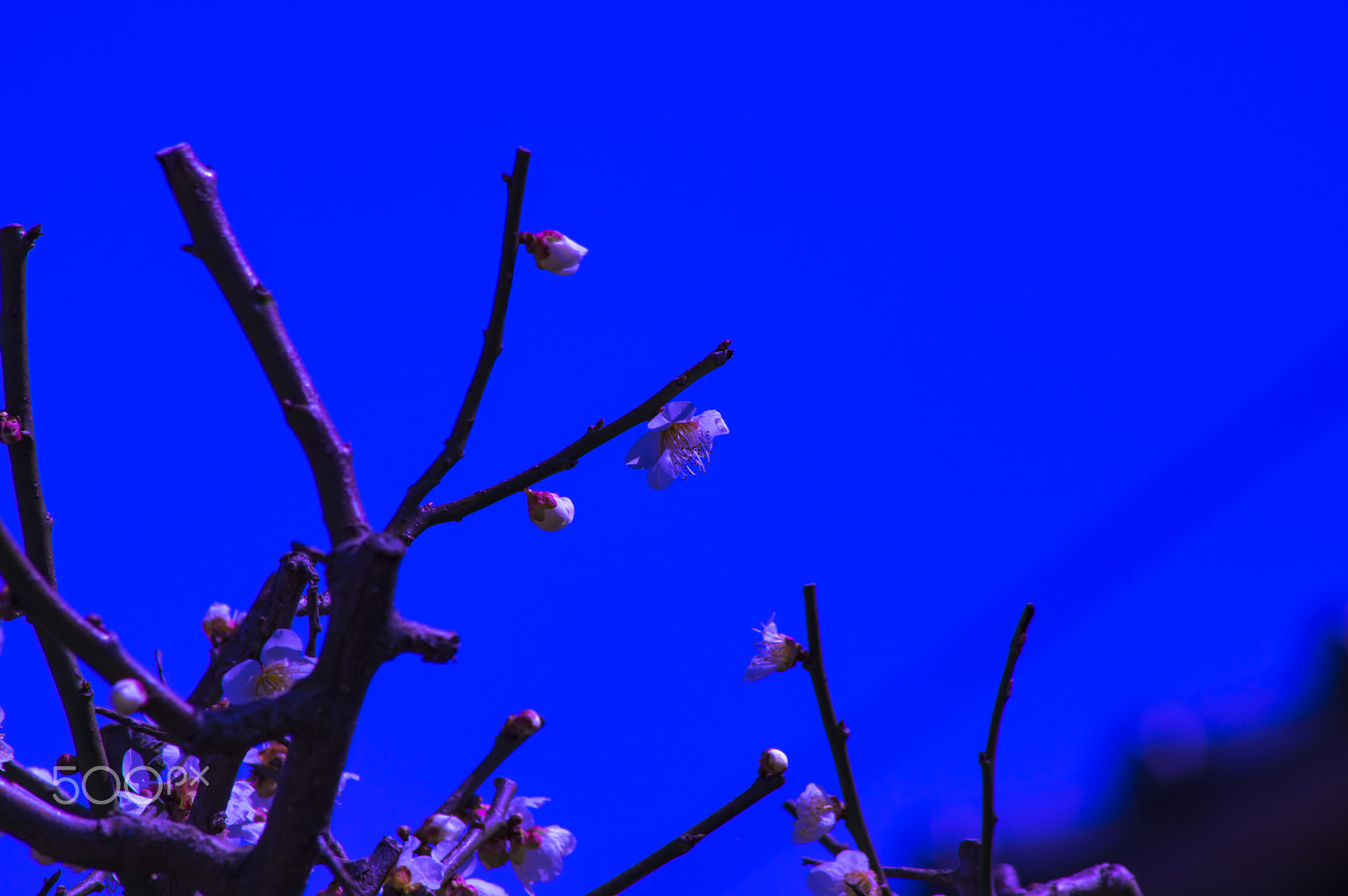 smc PENTAX-DA L 55-300mm F4-5.8 ED sample photo. "梅花"baika photography