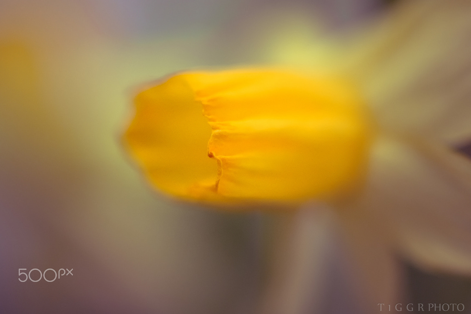Samsung NX30 + Samsung NX 60mm F2.8 Macro ED OIS SSA sample photo. Silence is golden photography
