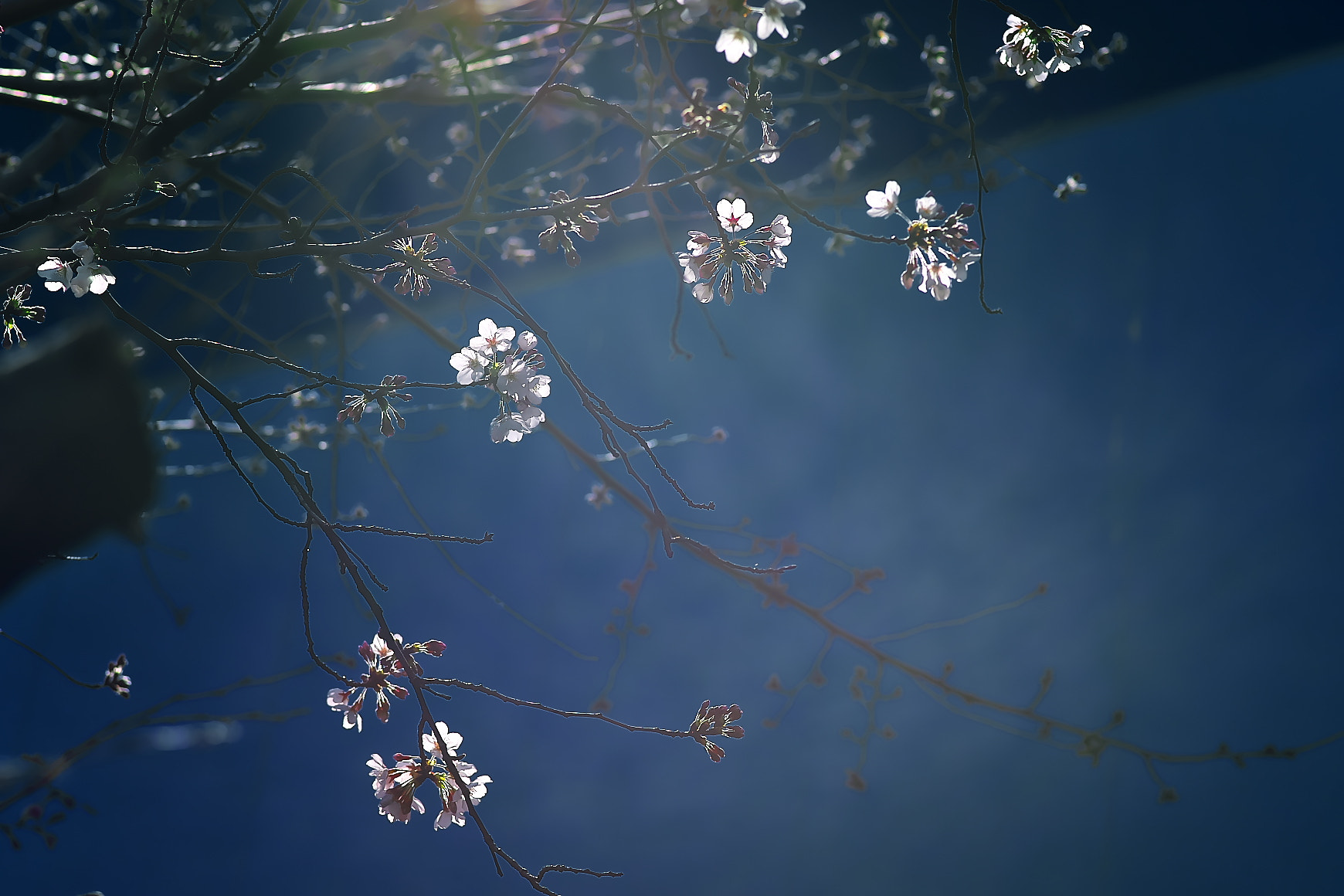 135mm F2.8[T4.5] STF sample photo. Cherry blossoms bloom photography