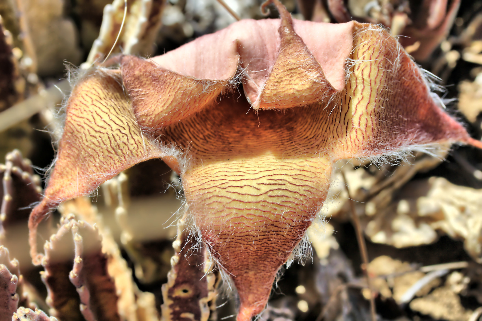 The Ugliest Flower by John Miller / 500px