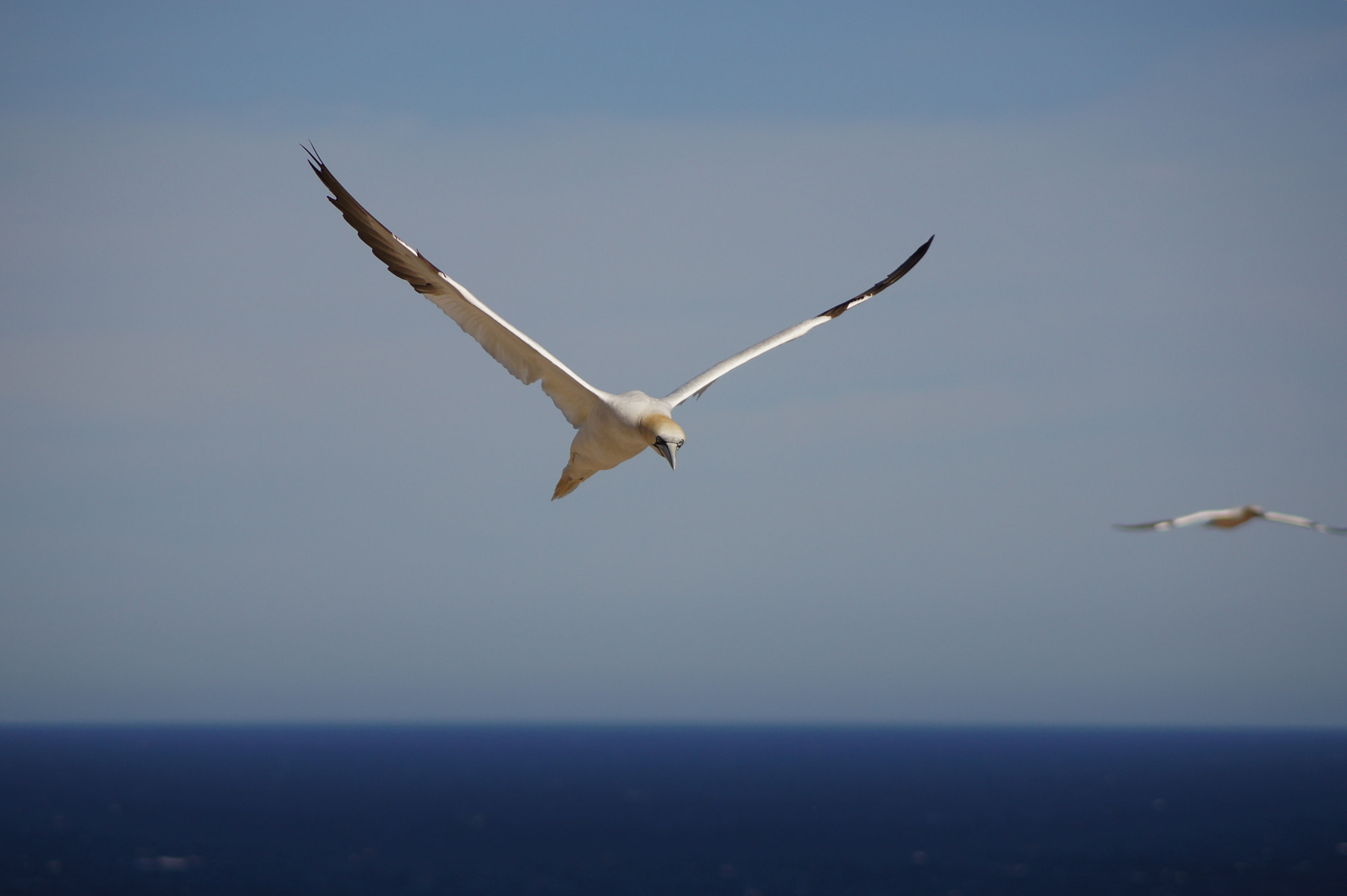 Sony DT 55-200mm F4-5.6 SAM sample photo. ...up in the air... photography