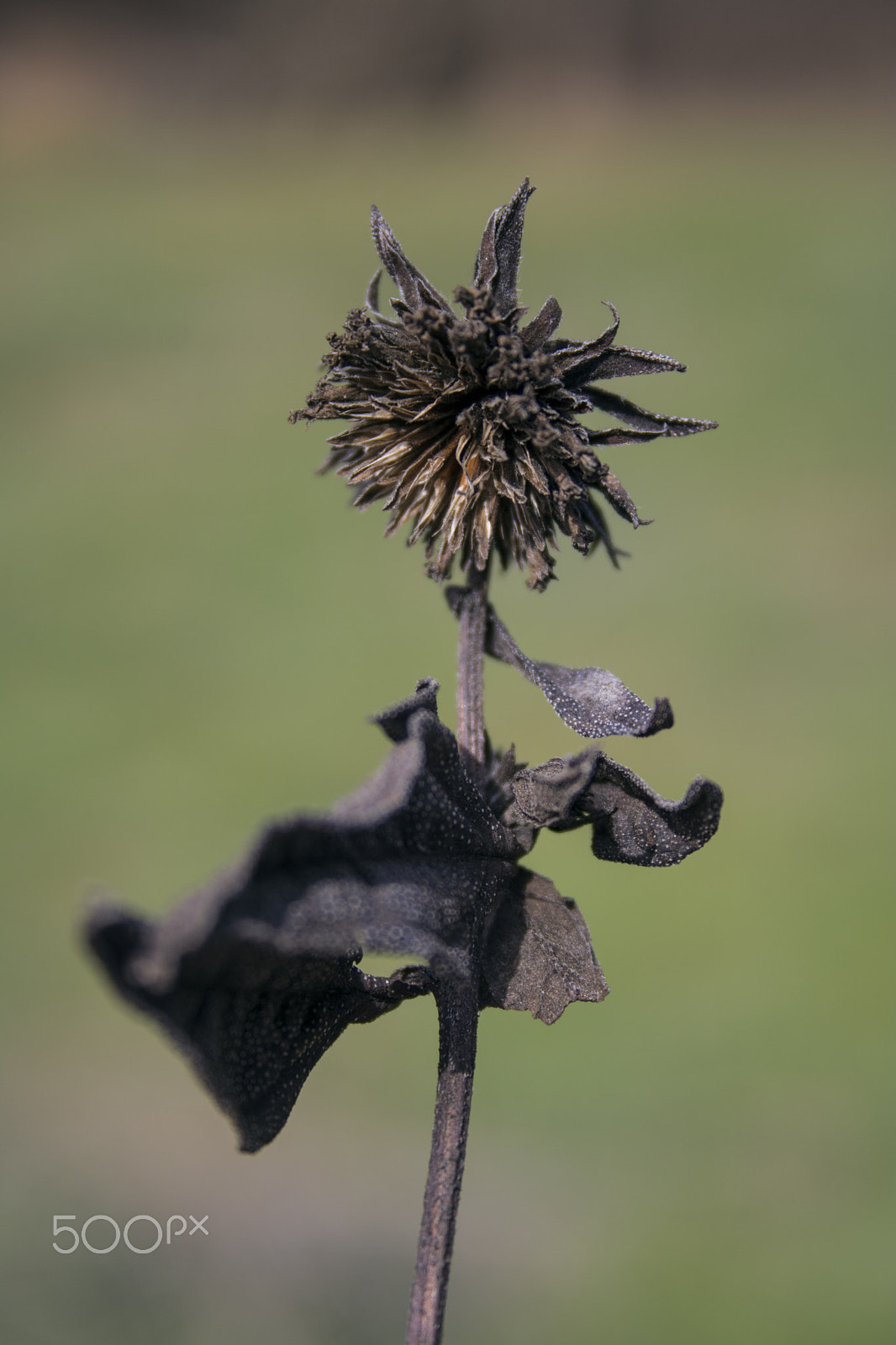 Canon EF-S 18-55mm F3.5-5.6 sample photo. Dried flower photography