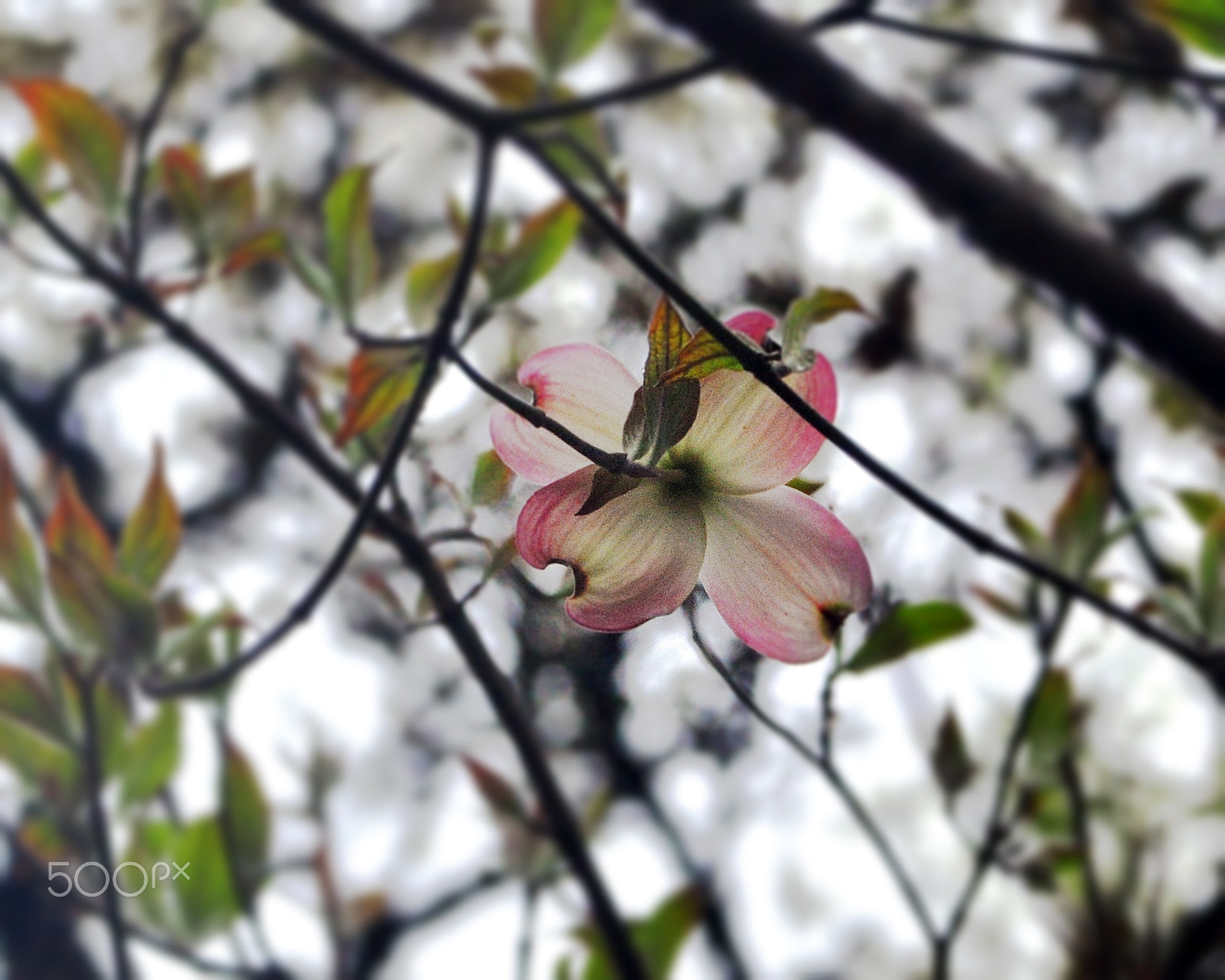 AF Zoom-Nikkor 35-105mm f/3.5-4.5 sample photo. Pink dogwood photography