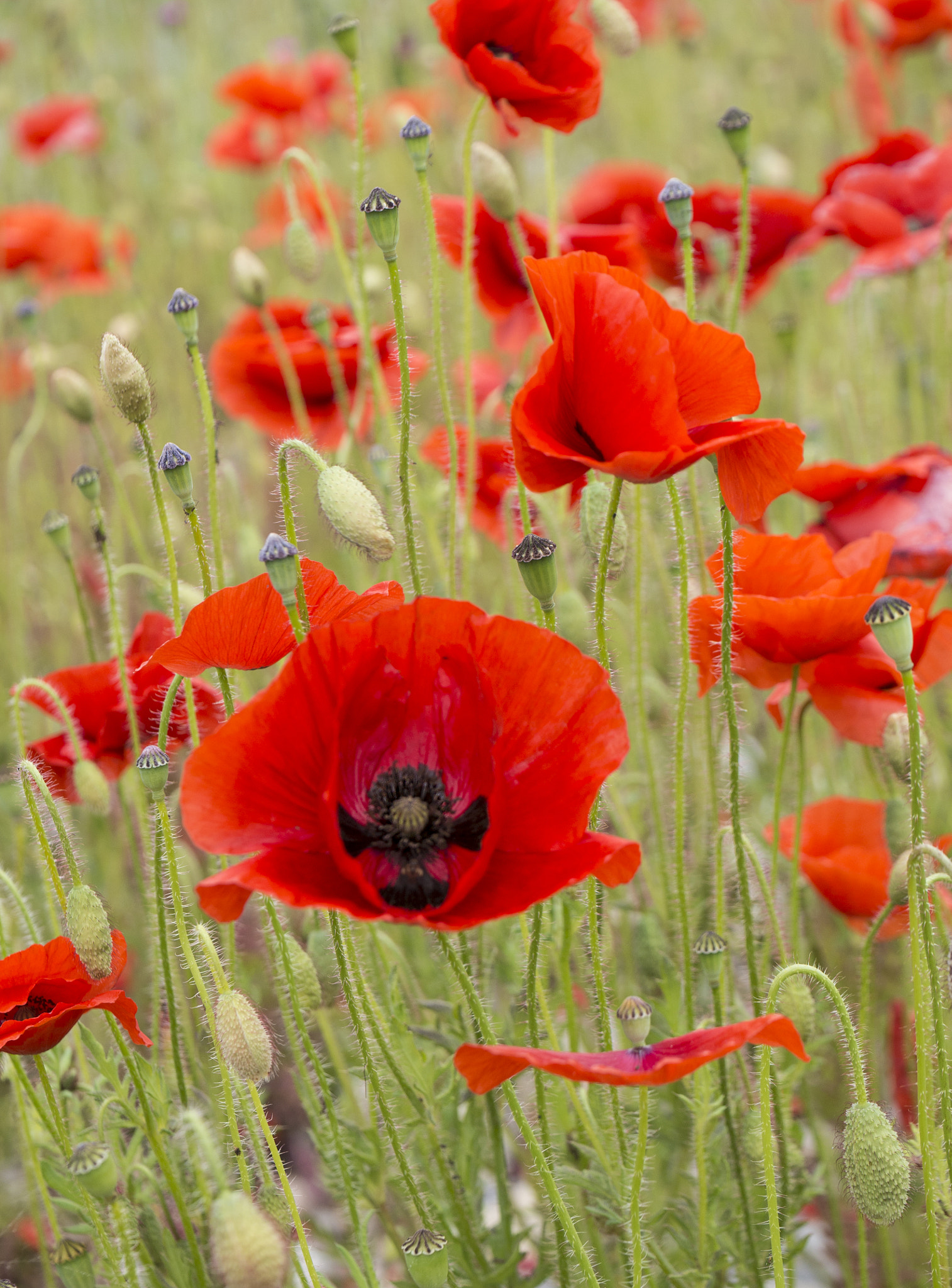 Panasonic Lumix DMC-G5 sample photo. Symphony in red photography