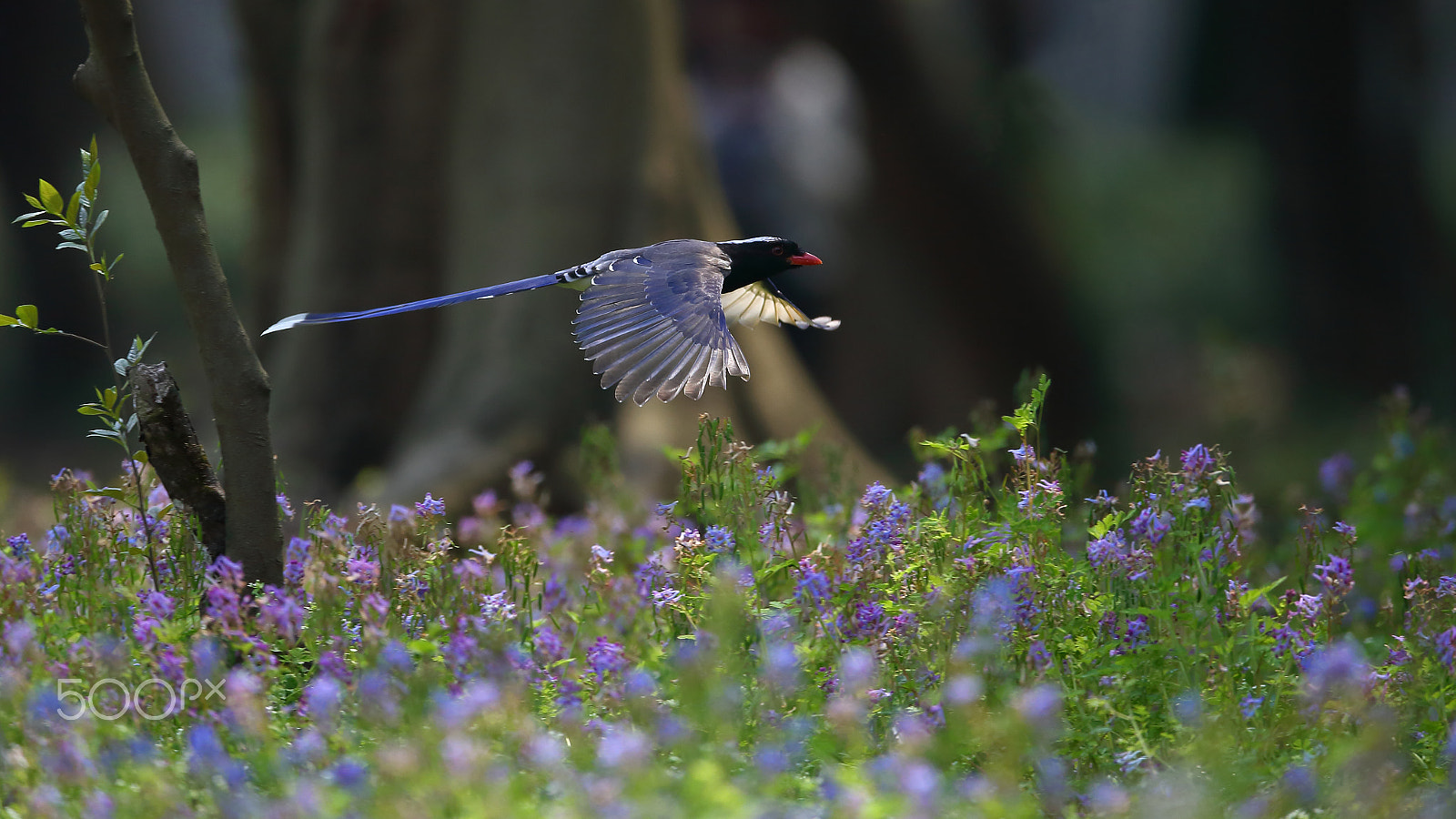Canon EF 400mm F2.8L IS II USM sample photo. Bs3p0088.jpg photography