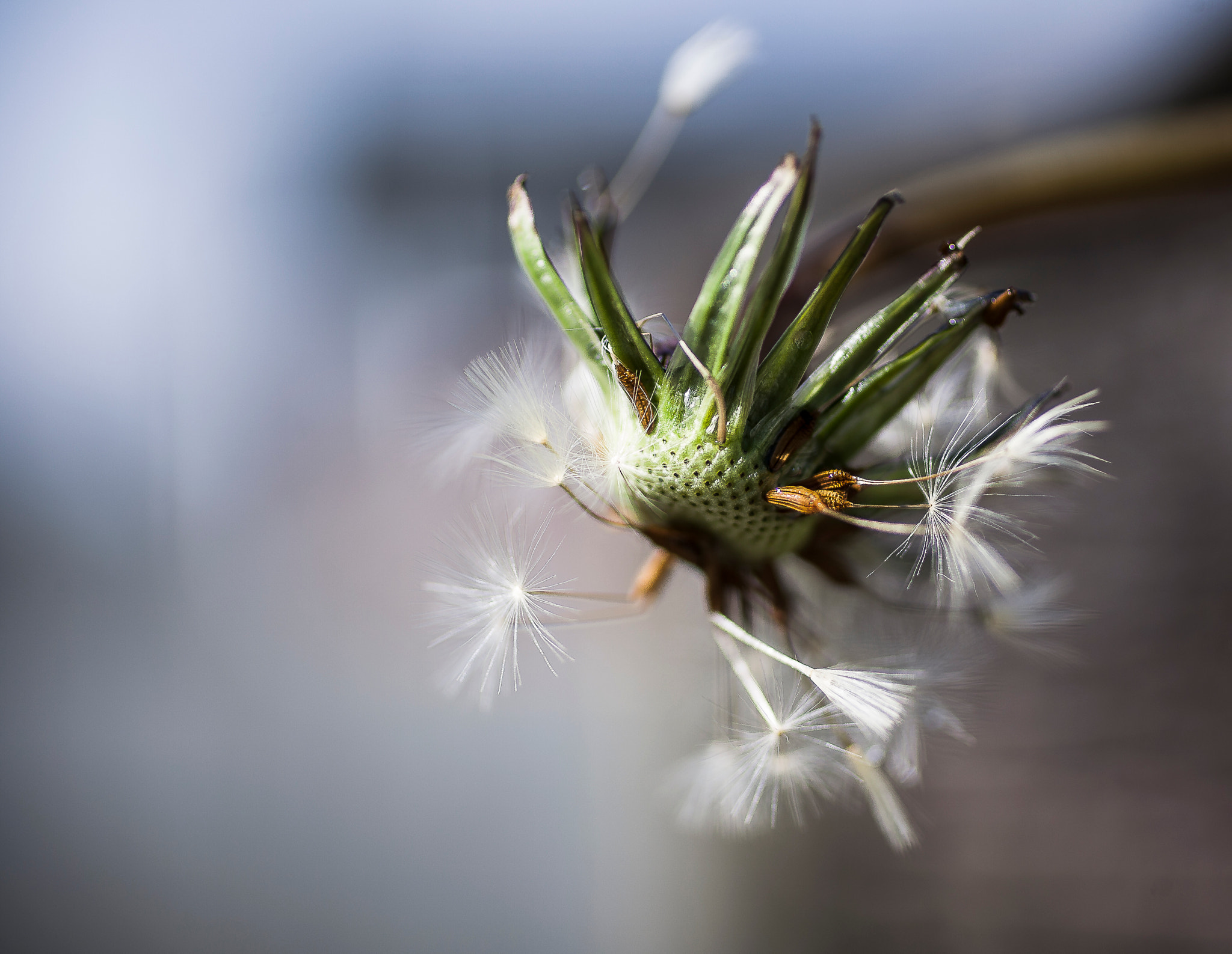 Canon EOS 5D + Canon EF 50mm F2.5 Macro sample photo. After the rain photography