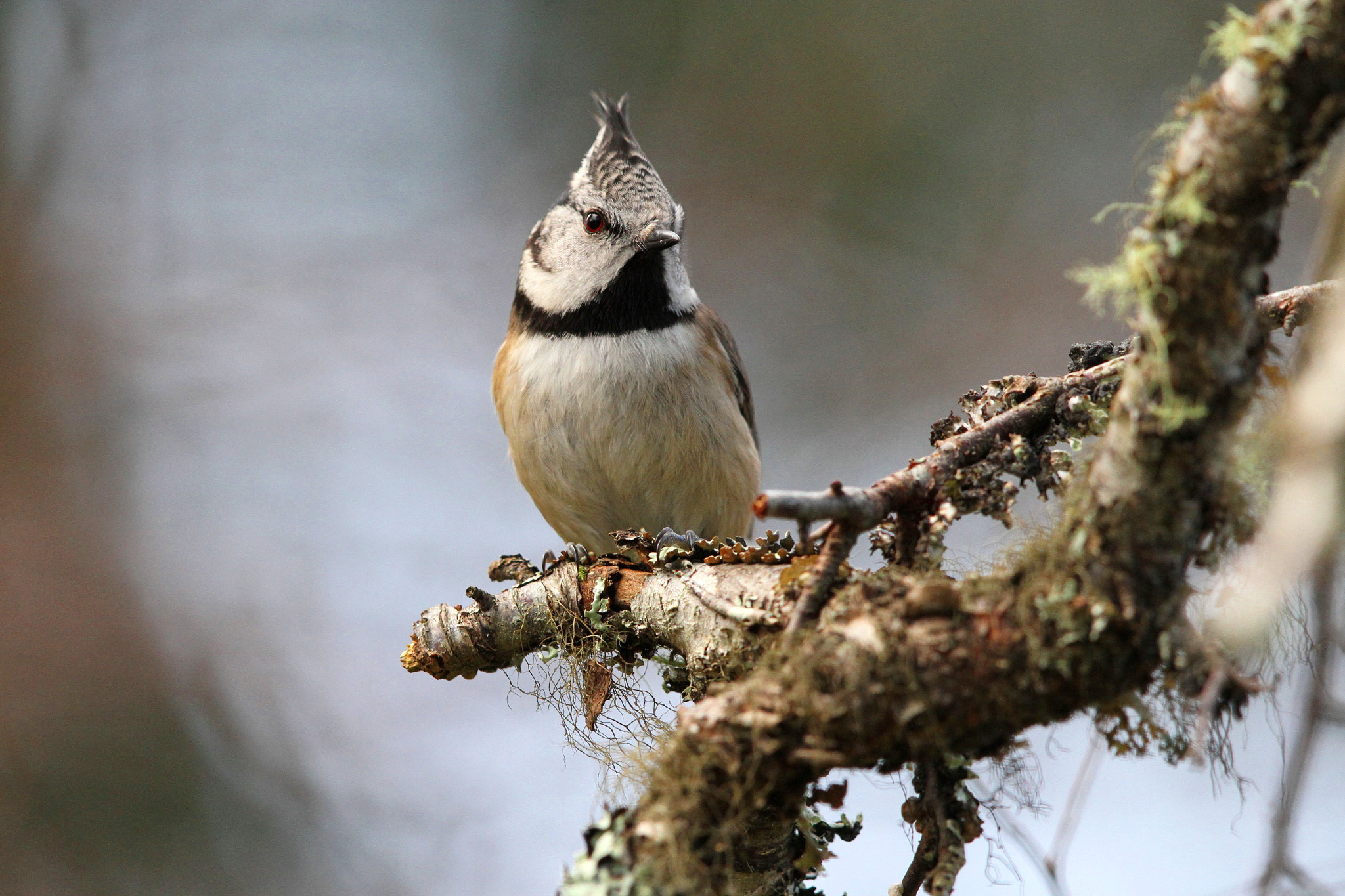 Canon EF 500mm F4L IS II USM sample photo. Crested tit photography