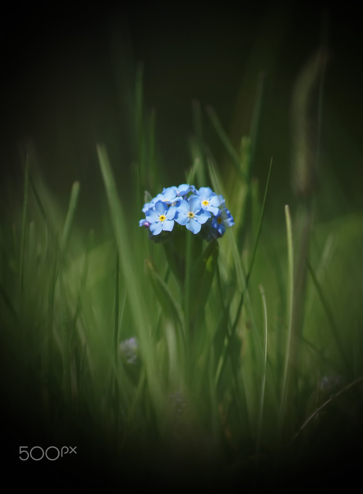 Sony DT 55-200mm F4-5.6 SAM sample photo. Одиночество прекрасно photography