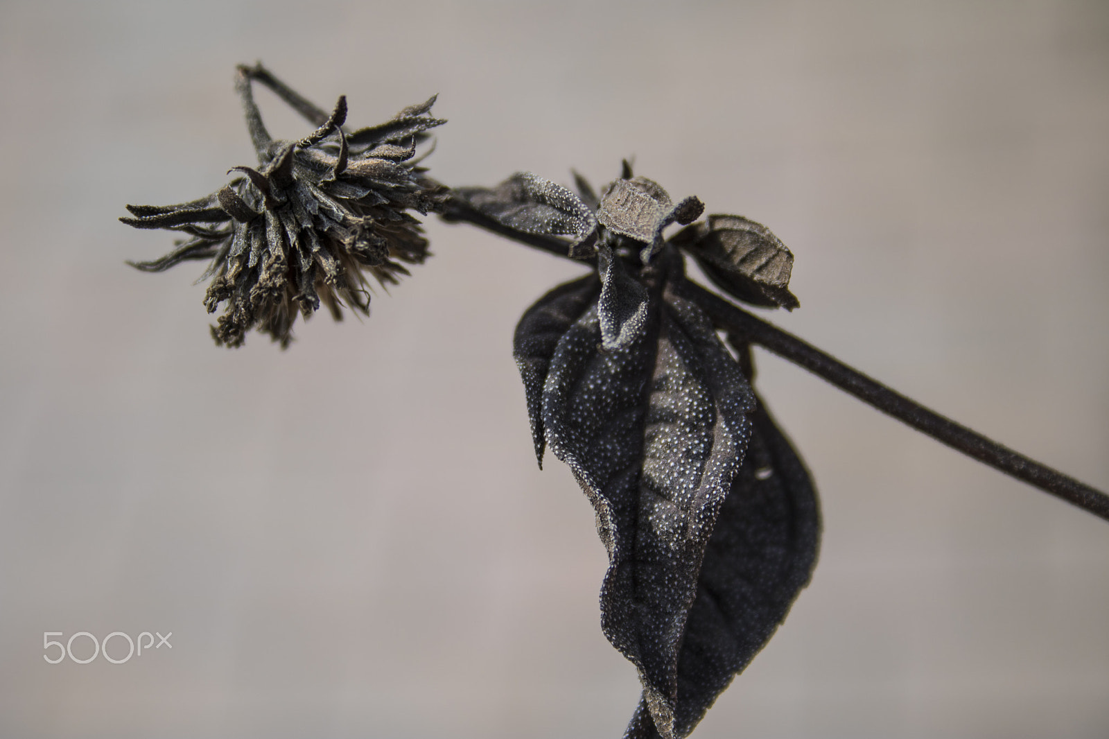 Canon EF-S 18-55mm F3.5-5.6 sample photo. Dried flower 2 photography