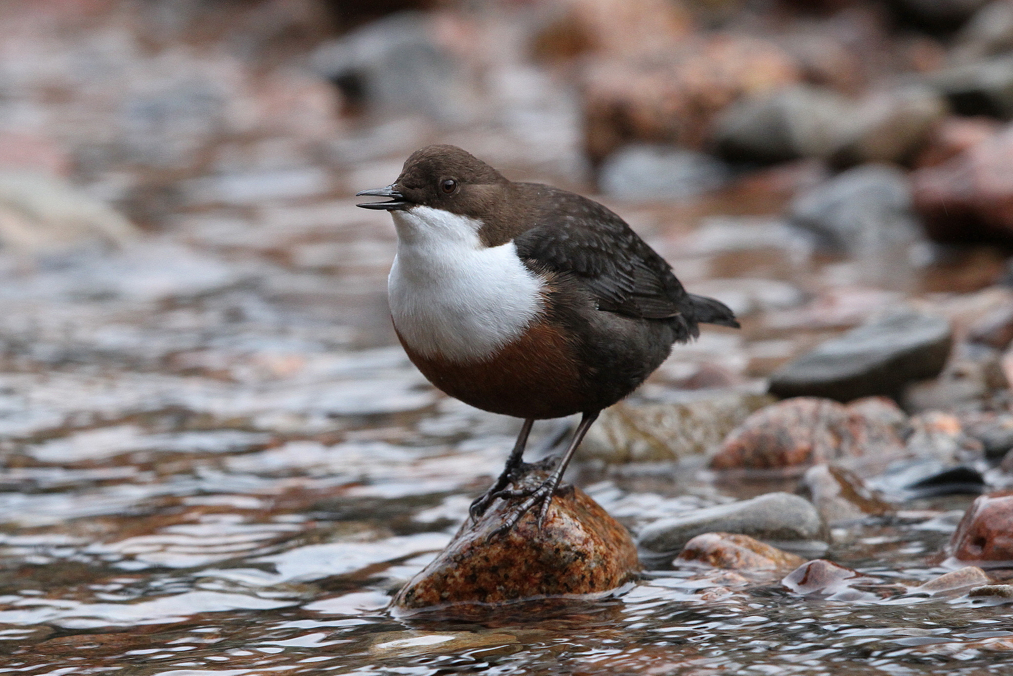 Canon EF 500mm F4L IS II USM sample photo. Dipper photography