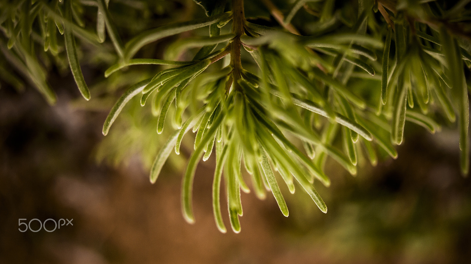 Sony Alpha NEX-5 + Sony DT 30mm F2.8 Macro SAM sample photo. Spring hope photography