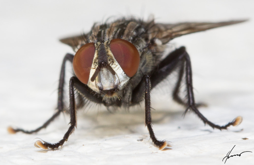 Canon EOS 600D (Rebel EOS T3i / EOS Kiss X5) sample photo. Red eyes.jpg photography