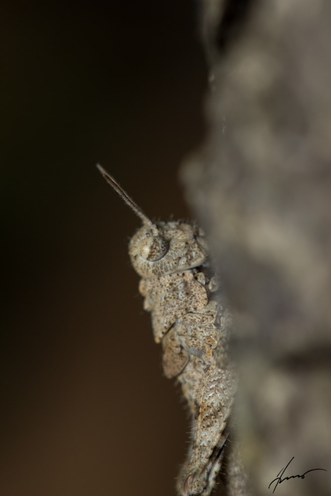 Canon EOS 600D (Rebel EOS T3i / EOS Kiss X5) sample photo. Stone grasshopper.jpg photography