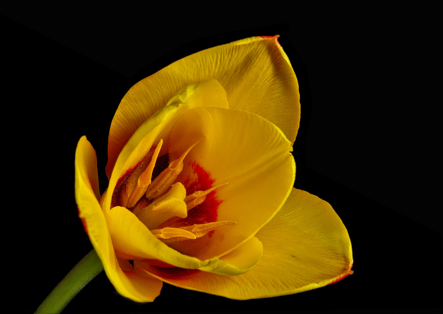 100mm F2.8 SSM sample photo. First tulip photography