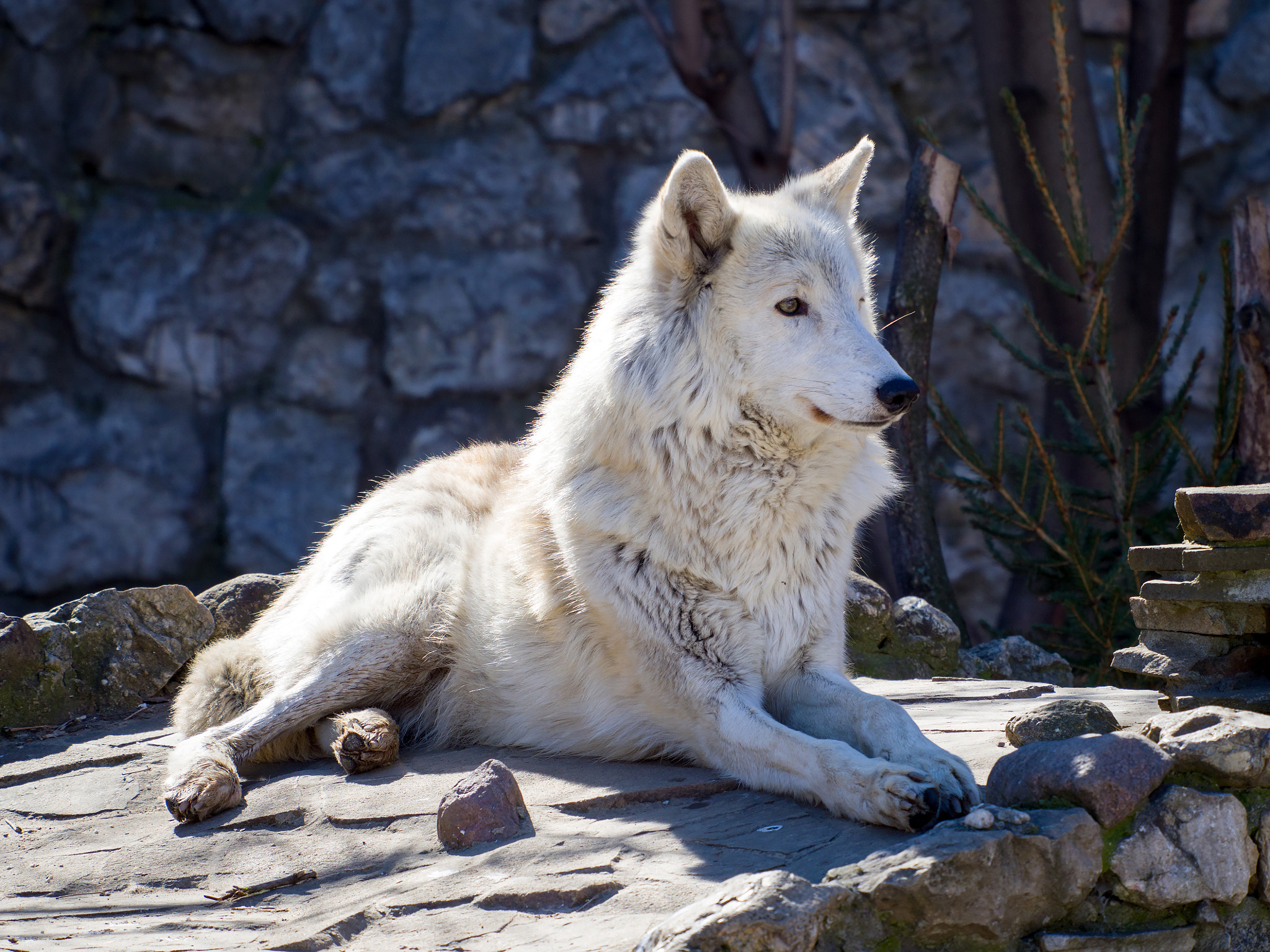 Olympus PEN E-P5 sample photo. Polar wolf photography
