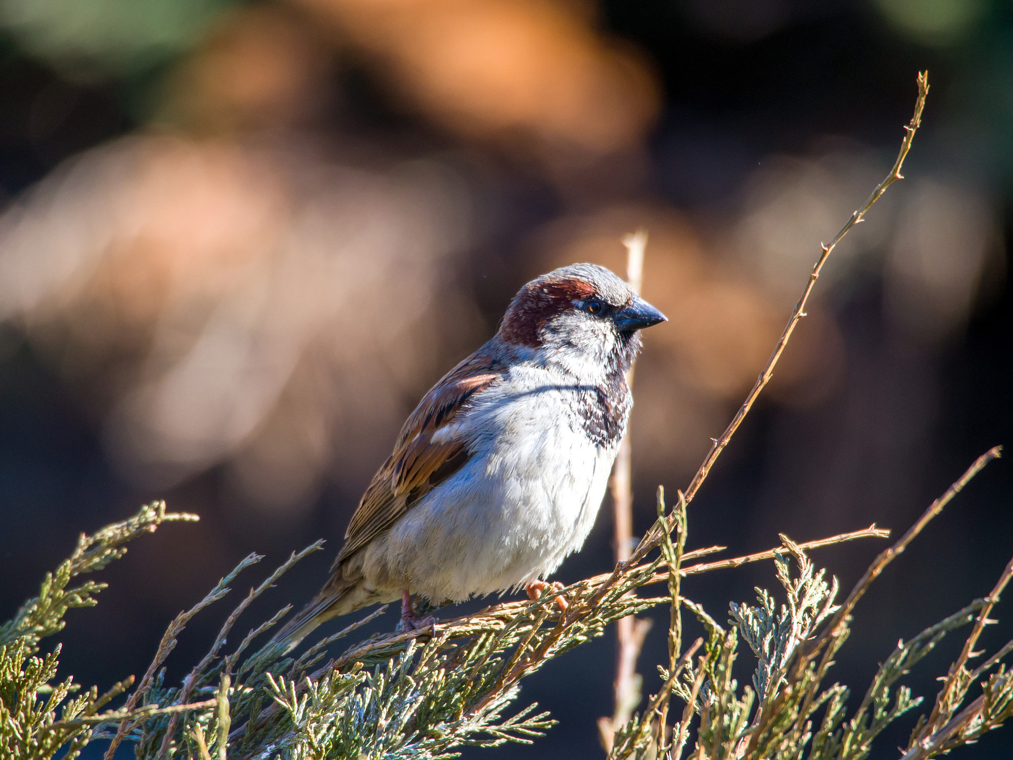 Olympus PEN E-P5 sample photo. Simple sparrow photography