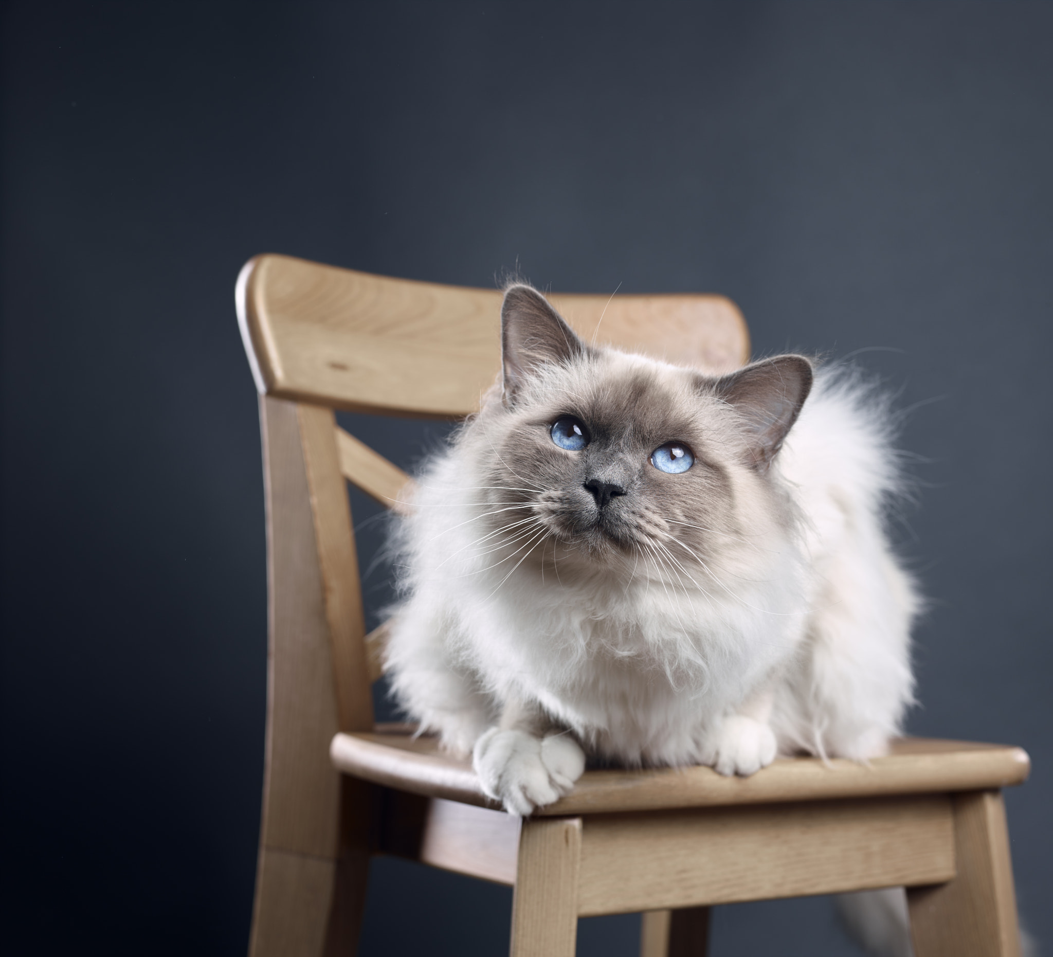 Schneider LS 80mm f/2.8 sample photo. My fat cat photography