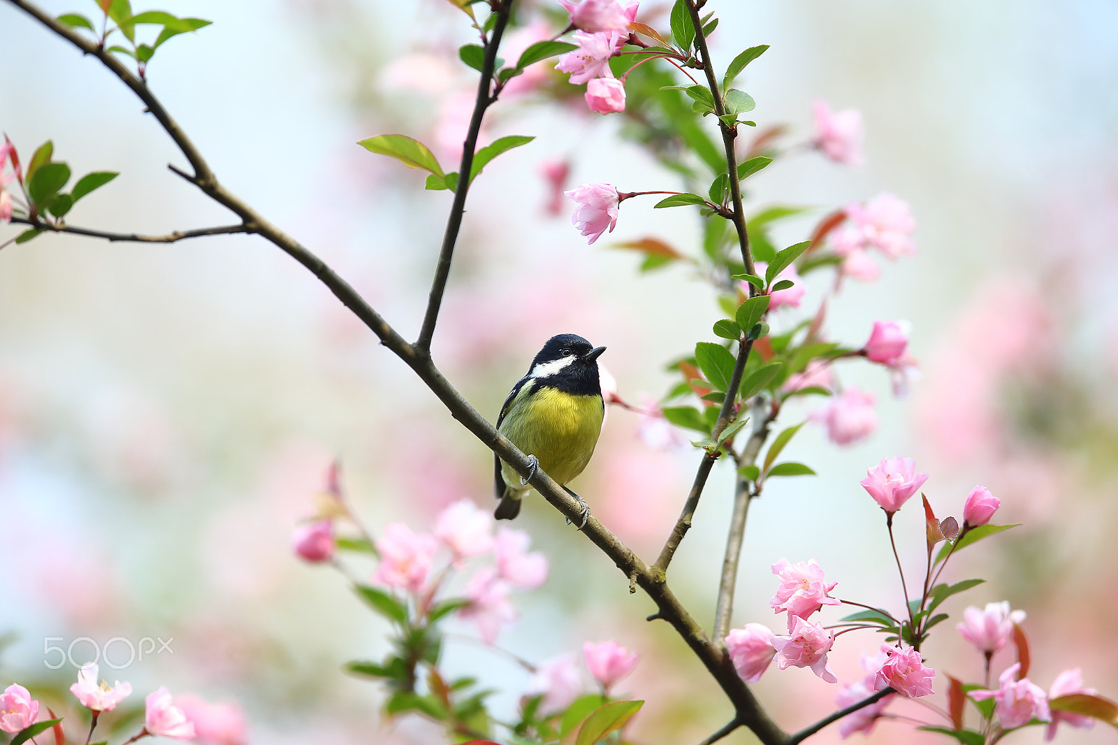 Canon EF 400mm F2.8L IS II USM sample photo. Bs3p9980.jpg photography