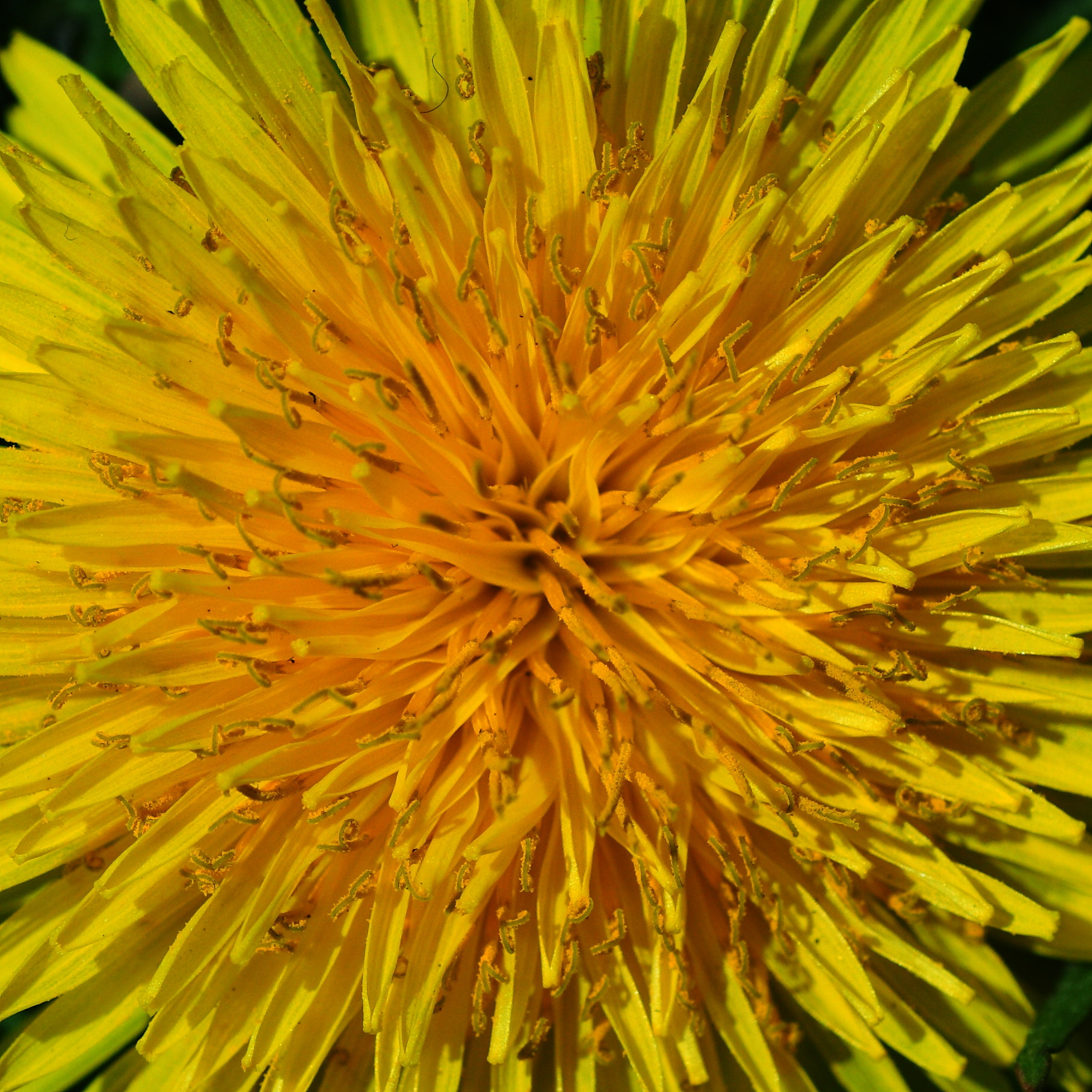 Canon EOS-1D Mark III + Tamron SP AF 90mm F2.8 Di Macro sample photo. A dandelion photography