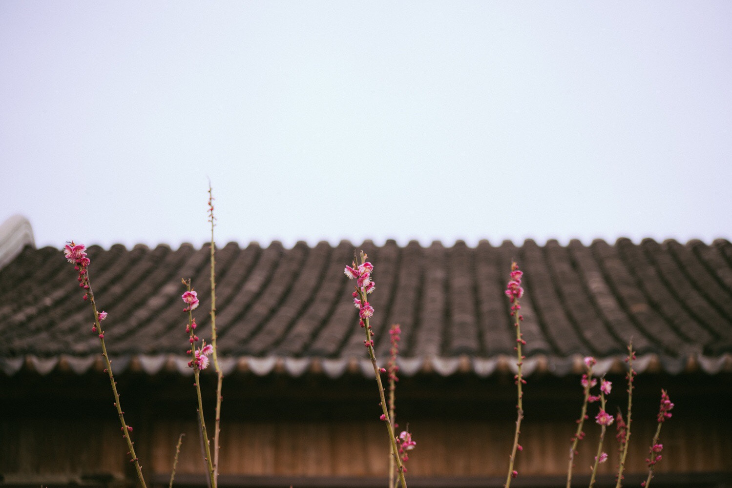 Nikon D800 + AF Nikkor 70-210mm f/4-5.6 sample photo