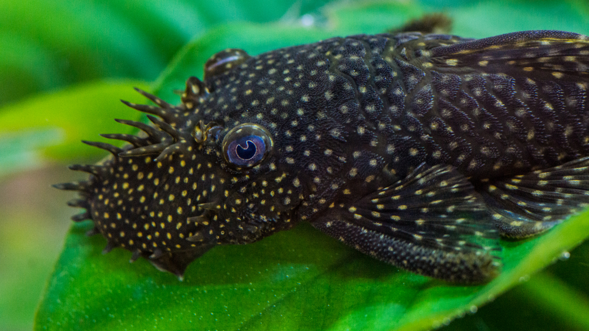 Sony SLT-A77 + Minolta AF 100mm F2.8 Macro [New] sample photo. Underwater monster photography