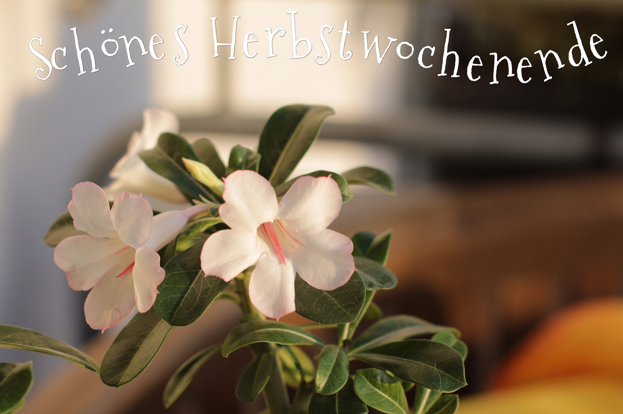 Canon EOS 650D (EOS Rebel T4i / EOS Kiss X6i) + Canon EF 50mm F1.4 USM sample photo. Wüstenrose photography
