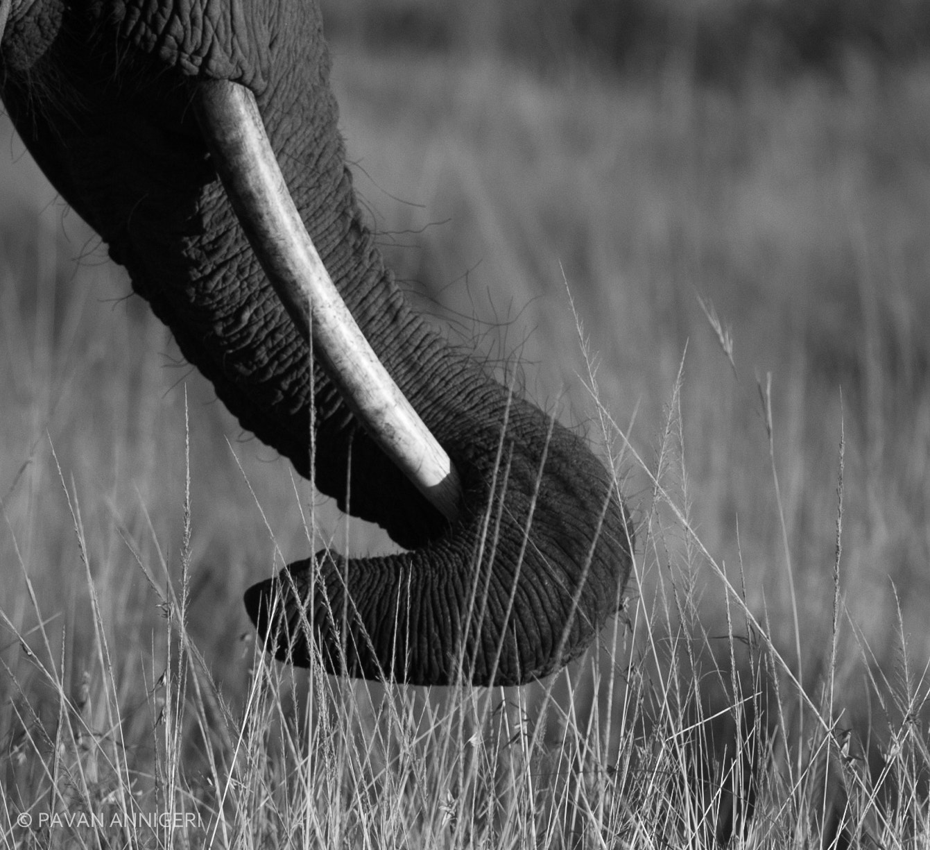 Nikon D700 sample photo. Elephant photography