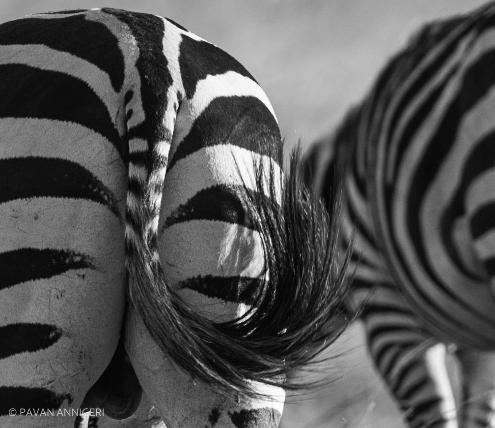 Nikon D700 sample photo. Tail of a zebra photography