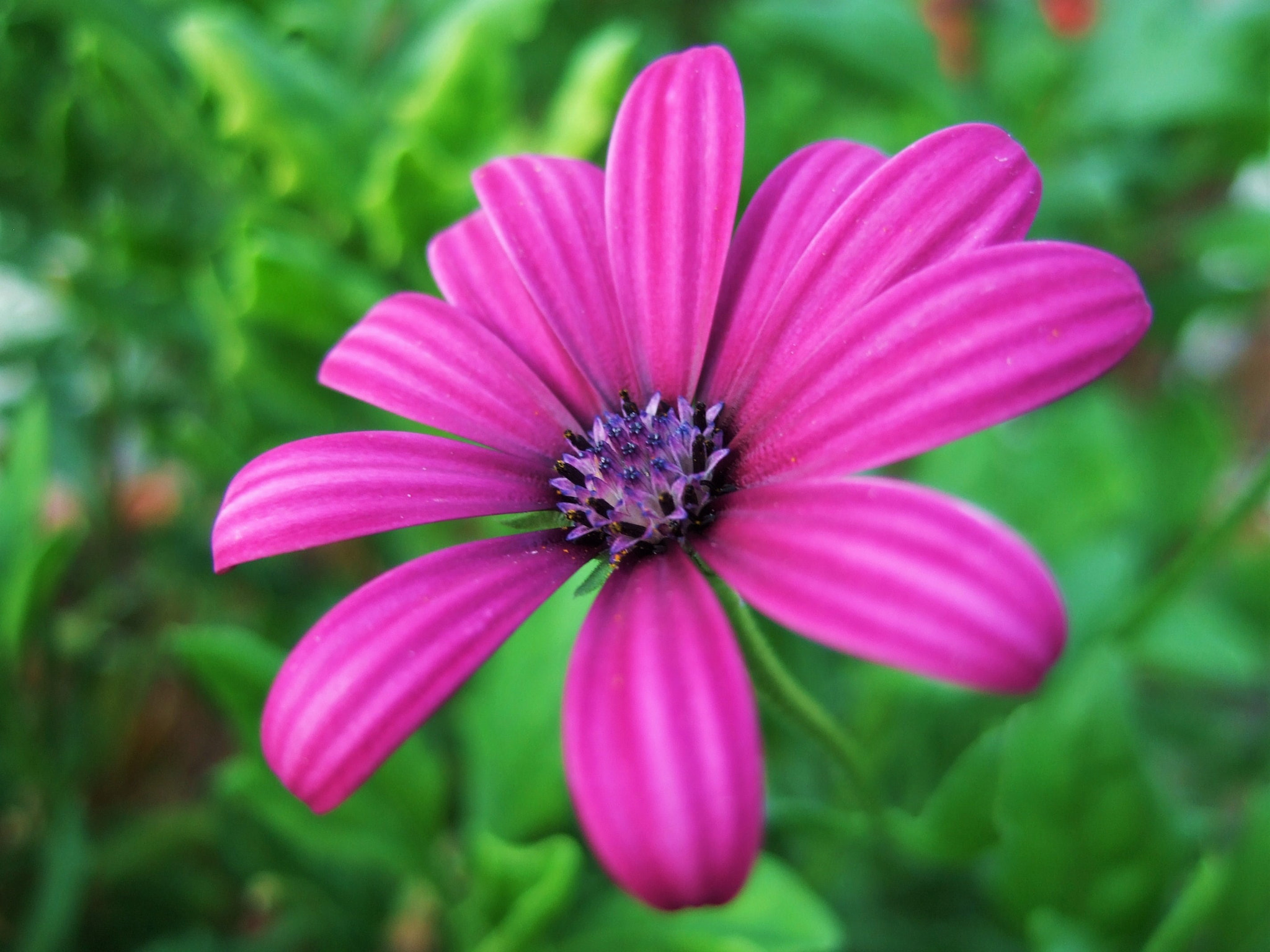 Fujifilm FinePix F31fd sample photo. Garden photography