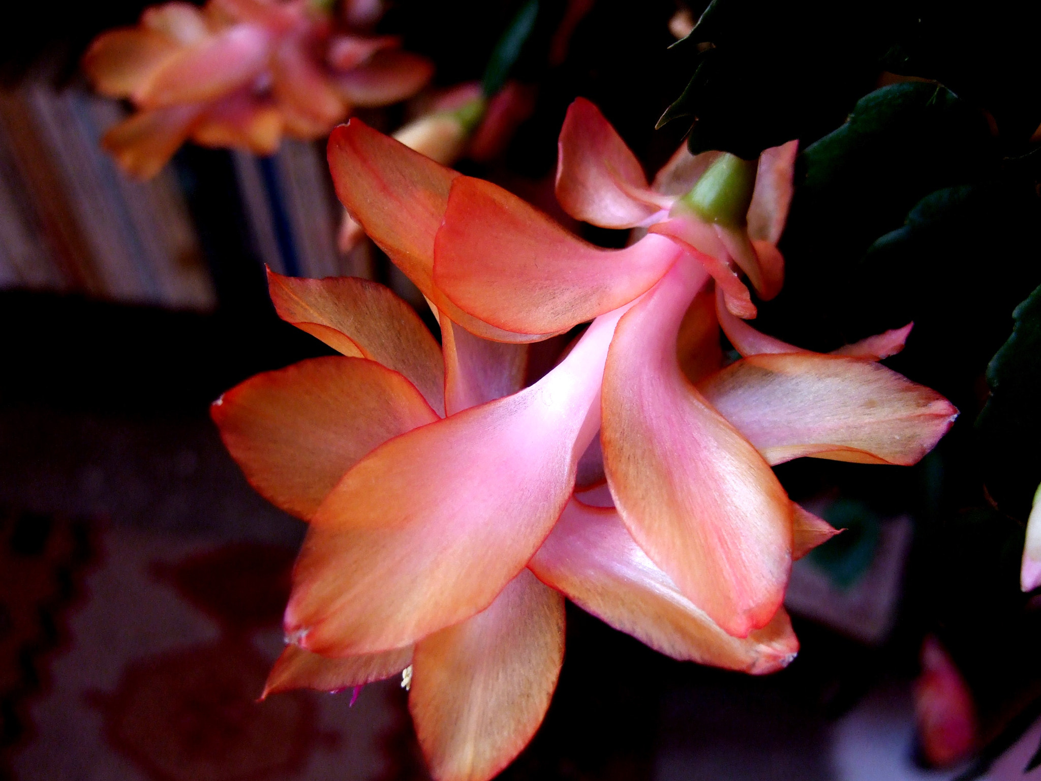 Fujifilm FinePix F31fd sample photo. Indoor flower photography