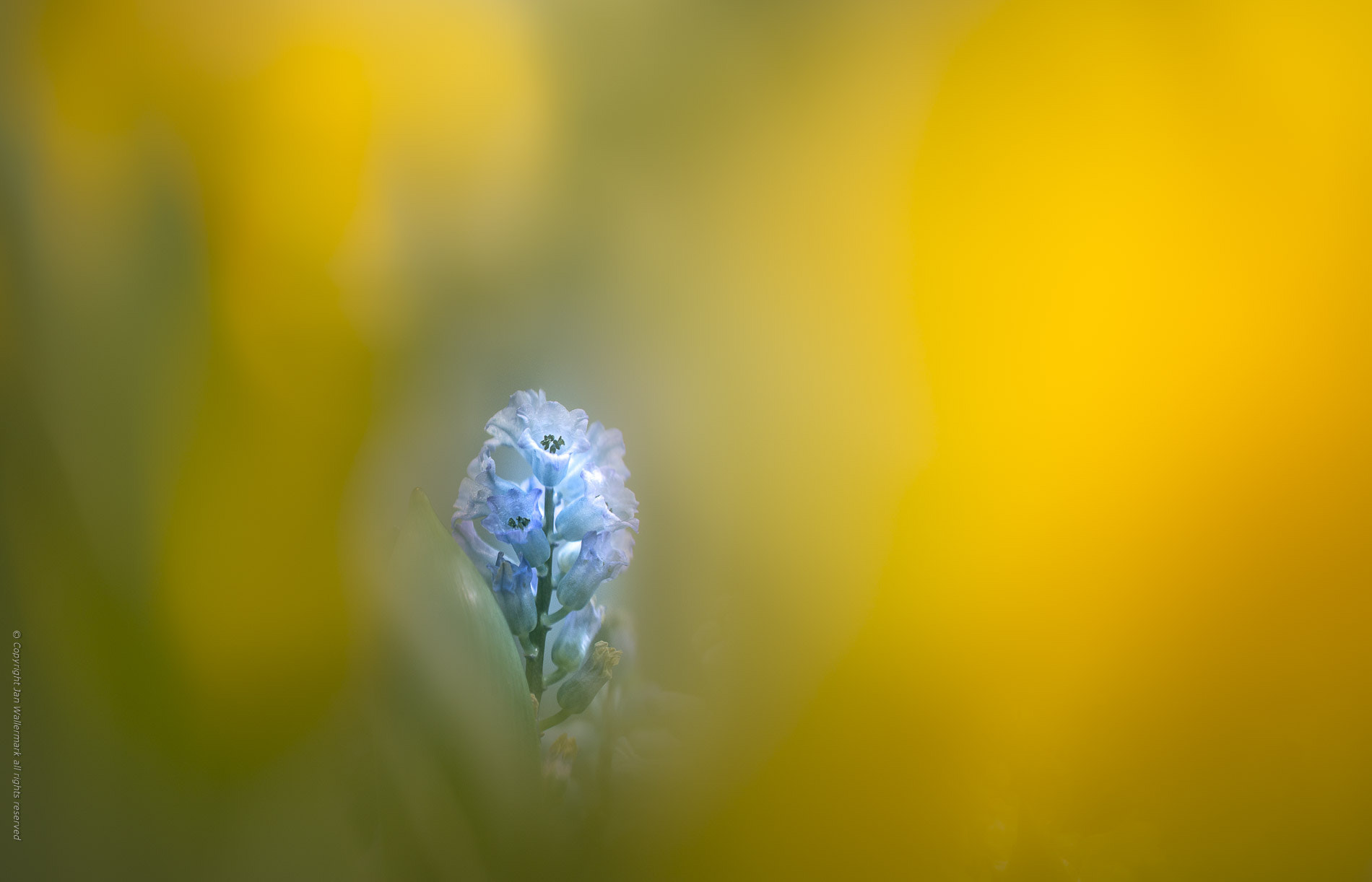 Sigma APO Macro 180mm F3.5 EX DG HSM sample photo. Easter colors photography