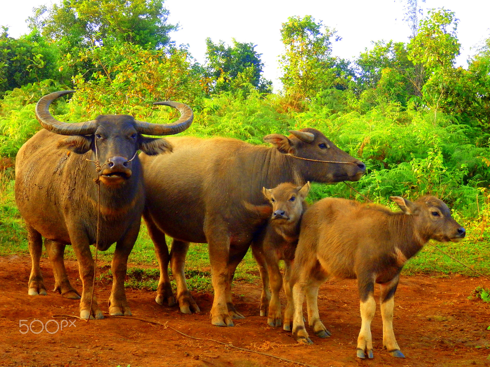Olympus SZ-16,DZ-105 sample photo. Monsoon across cambodia photography