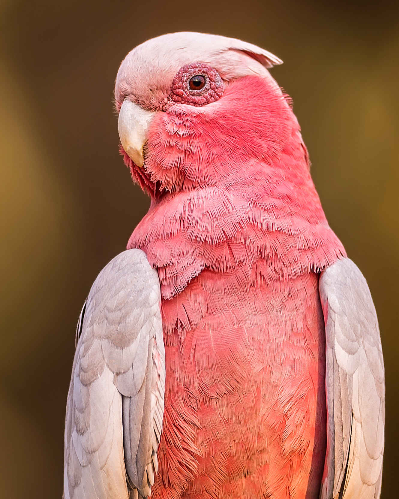 Nikon D4 sample photo. Female galah cockatoo photography