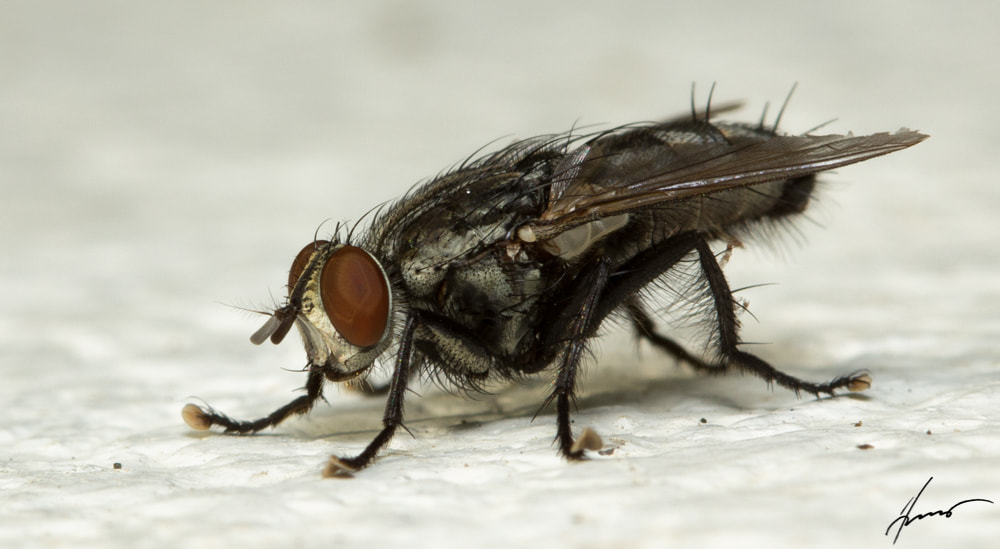 Canon EOS 600D (Rebel EOS T3i / EOS Kiss X5) sample photo. "fly-man".jpg photography
