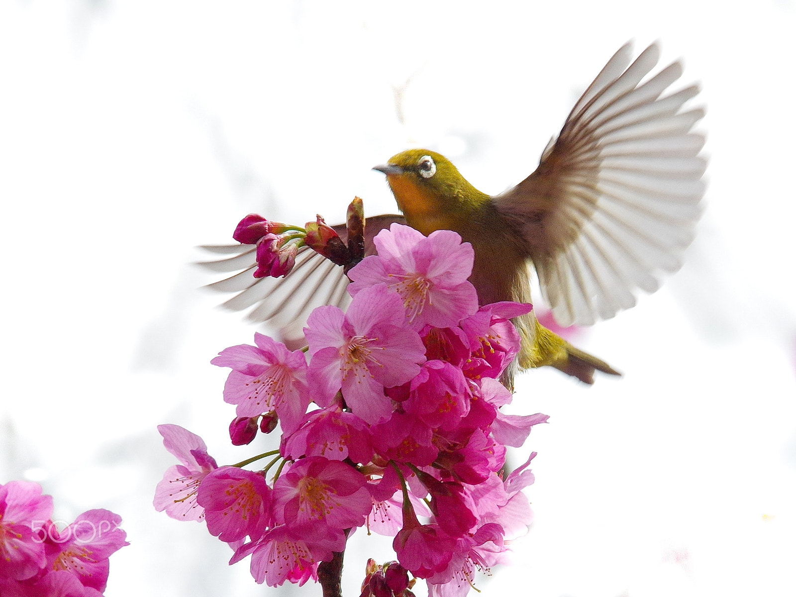 Pentax K-3 sample photo. メジロ　white-eye photography