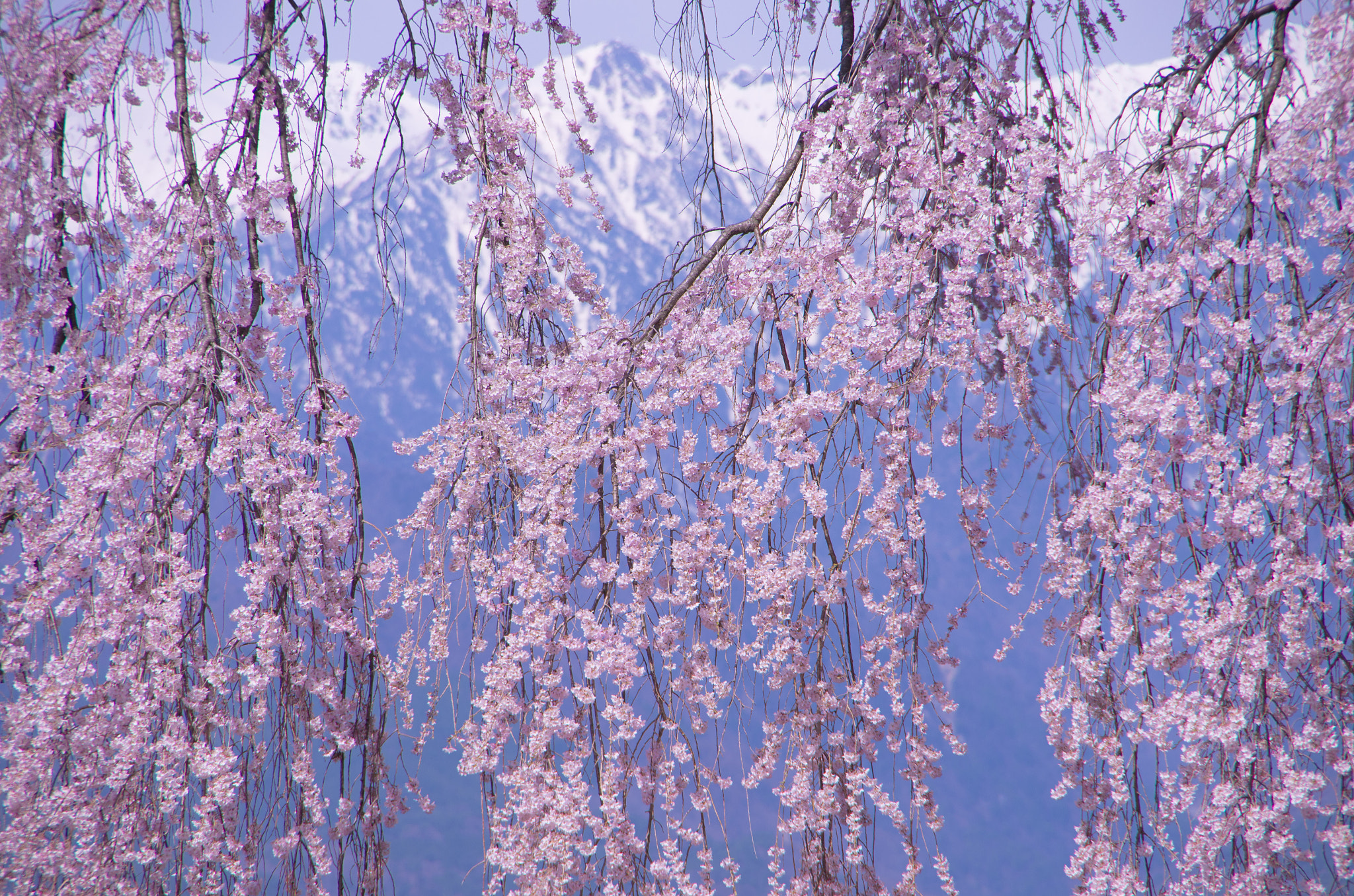 Pentax K-5 IIs sample photo. Cherry blossoms photography