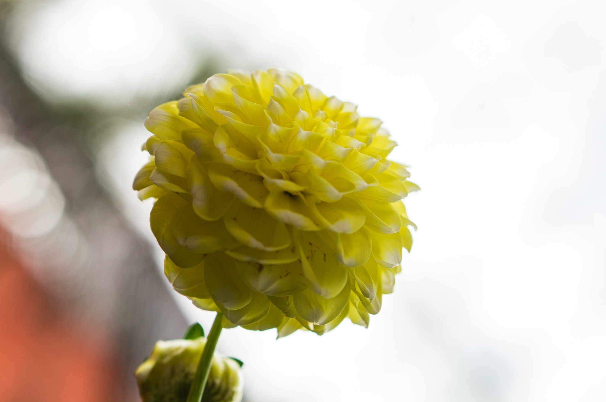 Sony Alpha NEX-F3 + E 50mm F1.8 OSS sample photo. Blossom beats 2 photography