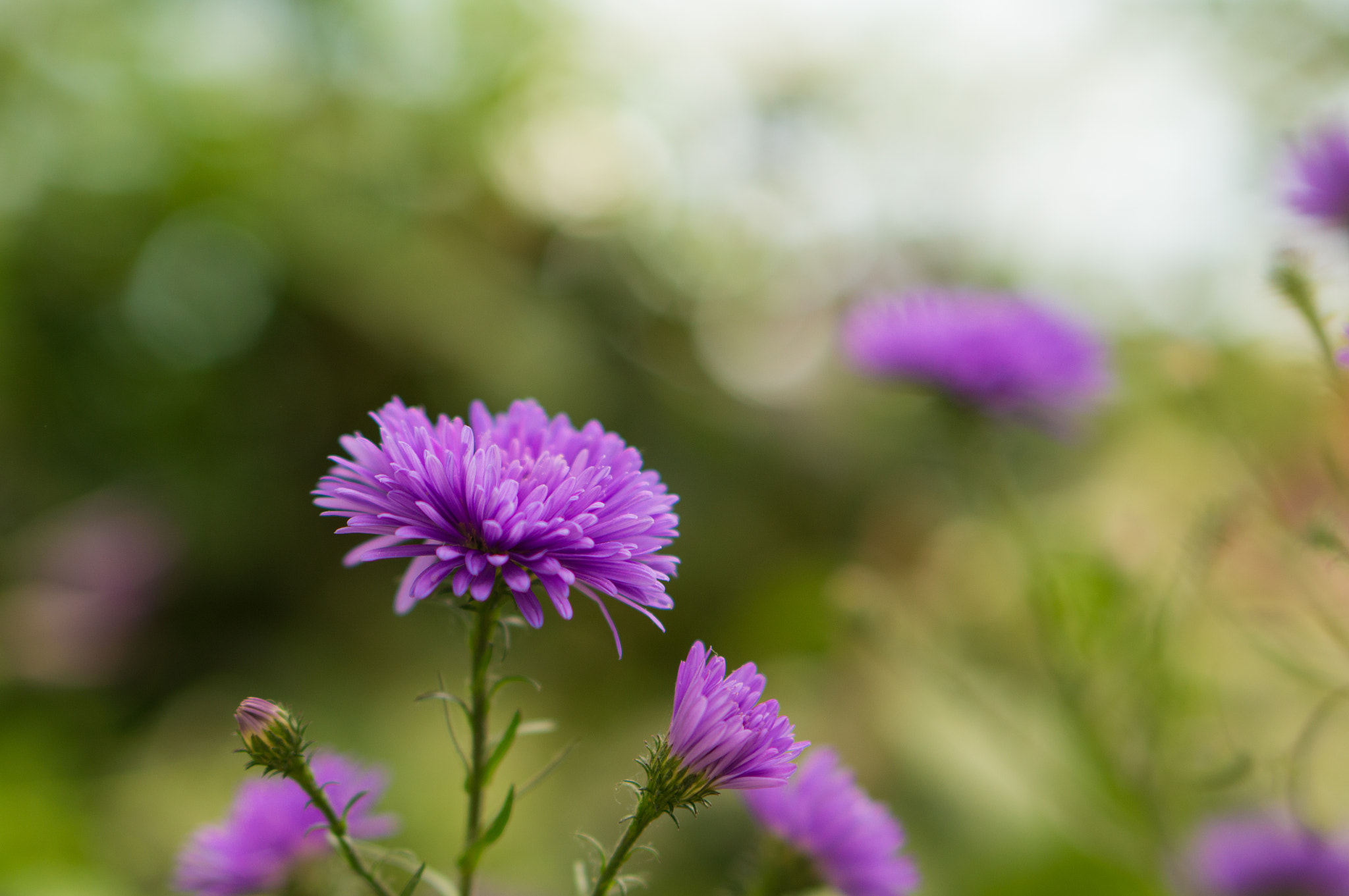 Sony Alpha NEX-F3 + E 50mm F1.8 OSS sample photo. Blossom beats 3 photography