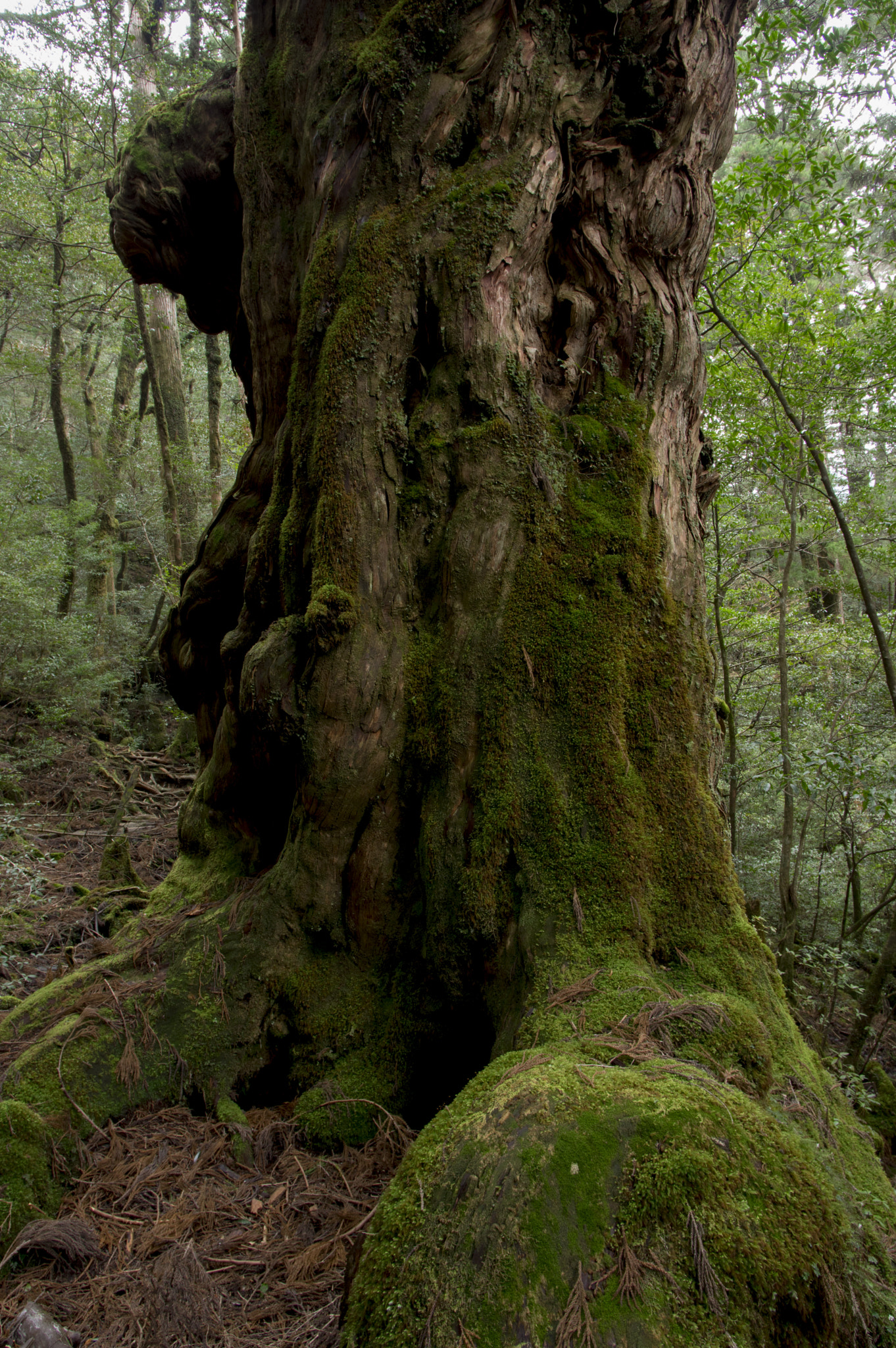 Pentax smc DA 14mm F2.8 ED (IF) sample photo. King of forest photography