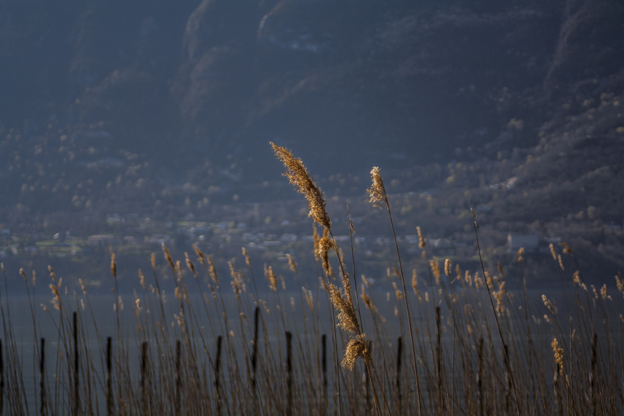 Canon EF 28-80mm f/3.5-5.6 sample photo